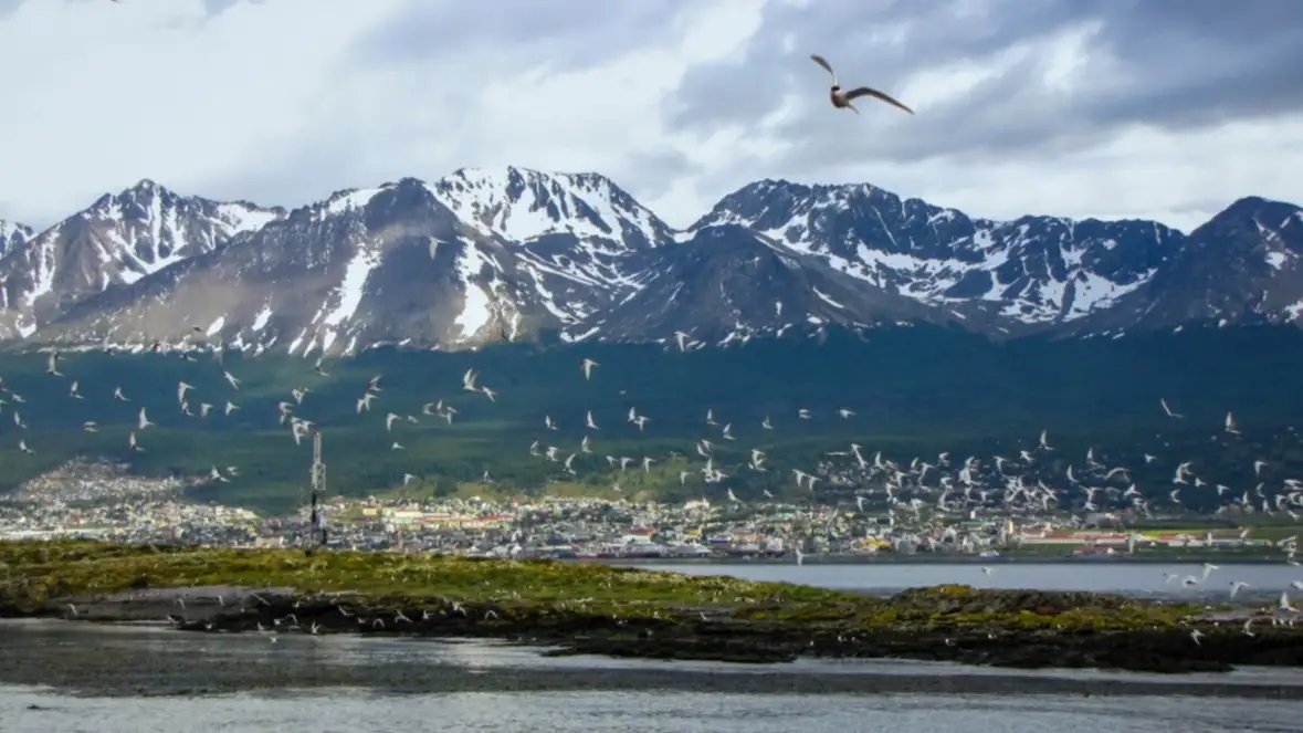 Oiseaux, Ushuaïa, Patagonie La faune et le paysage urbain d'Ushuaia
