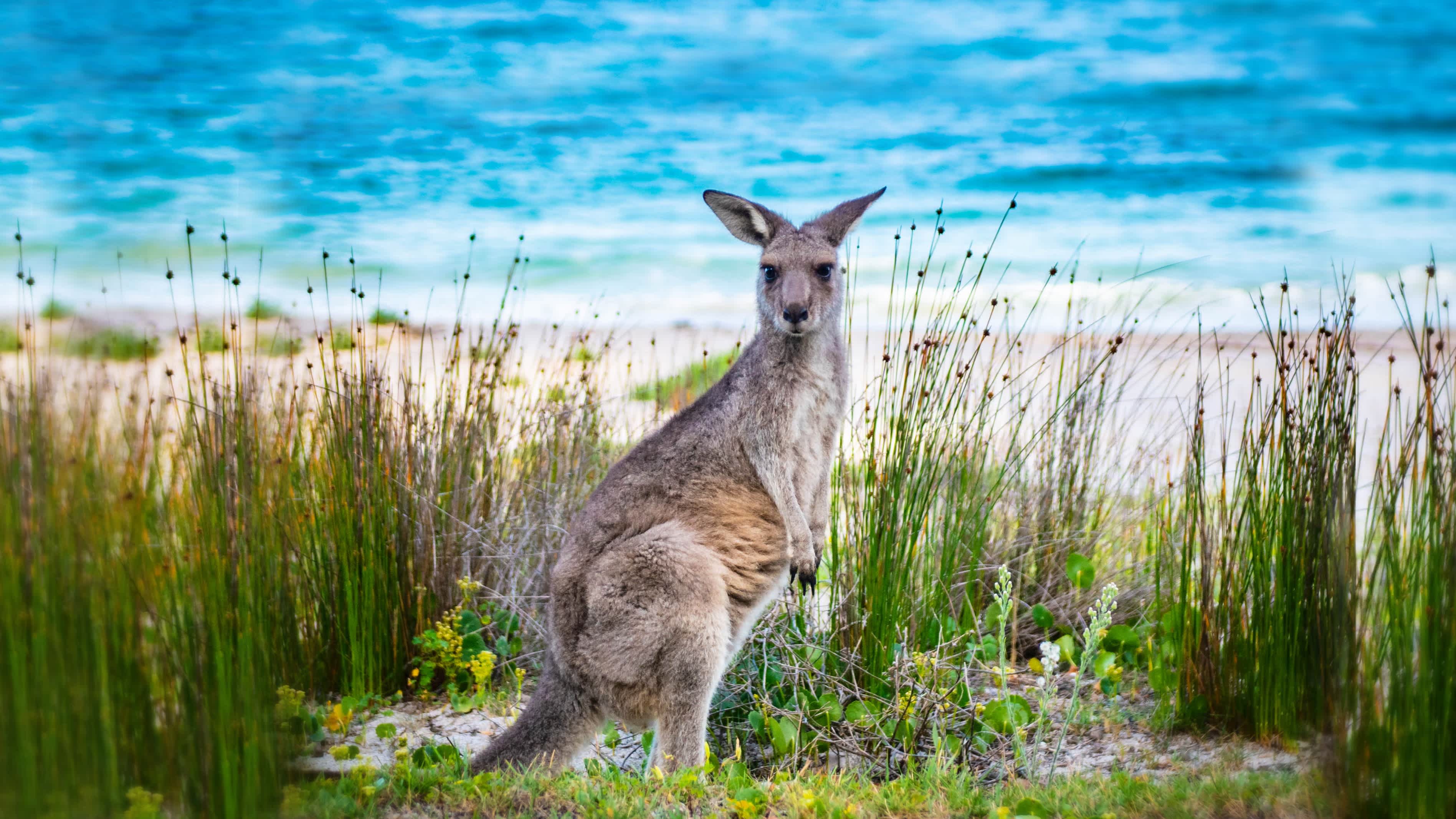 Känguru am Strand