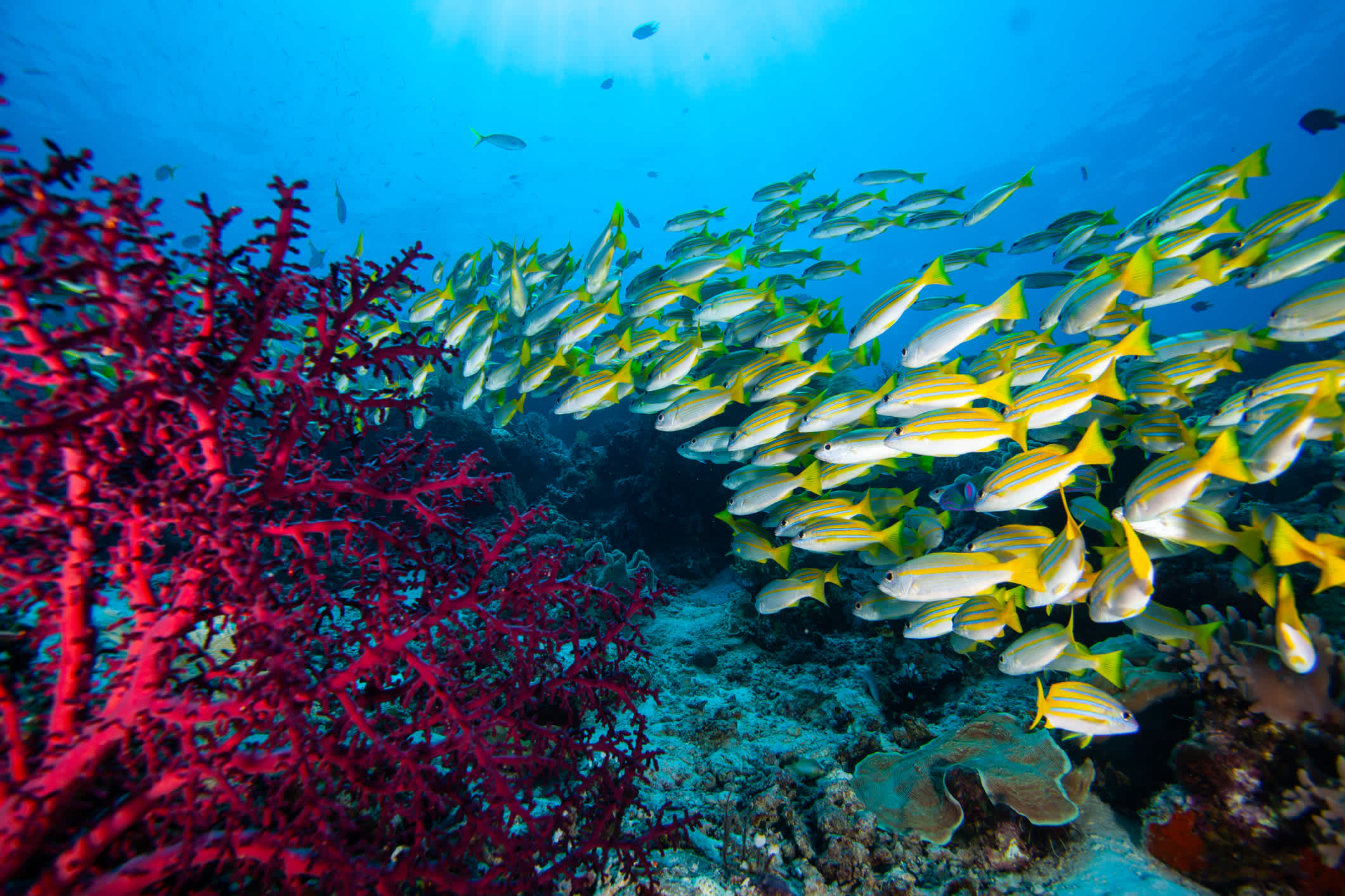 Tropische Fische unter dem Wasser