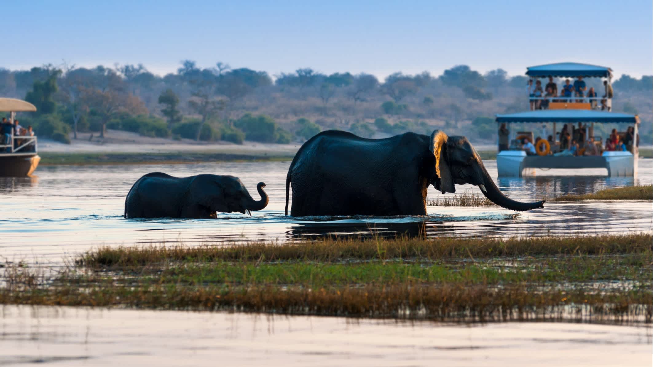 Elefant und sein Junges überqueren den Chobe-Fluss im Chobe-Nationalpark mit Touristenbooten im Hintergrund, Botswana

