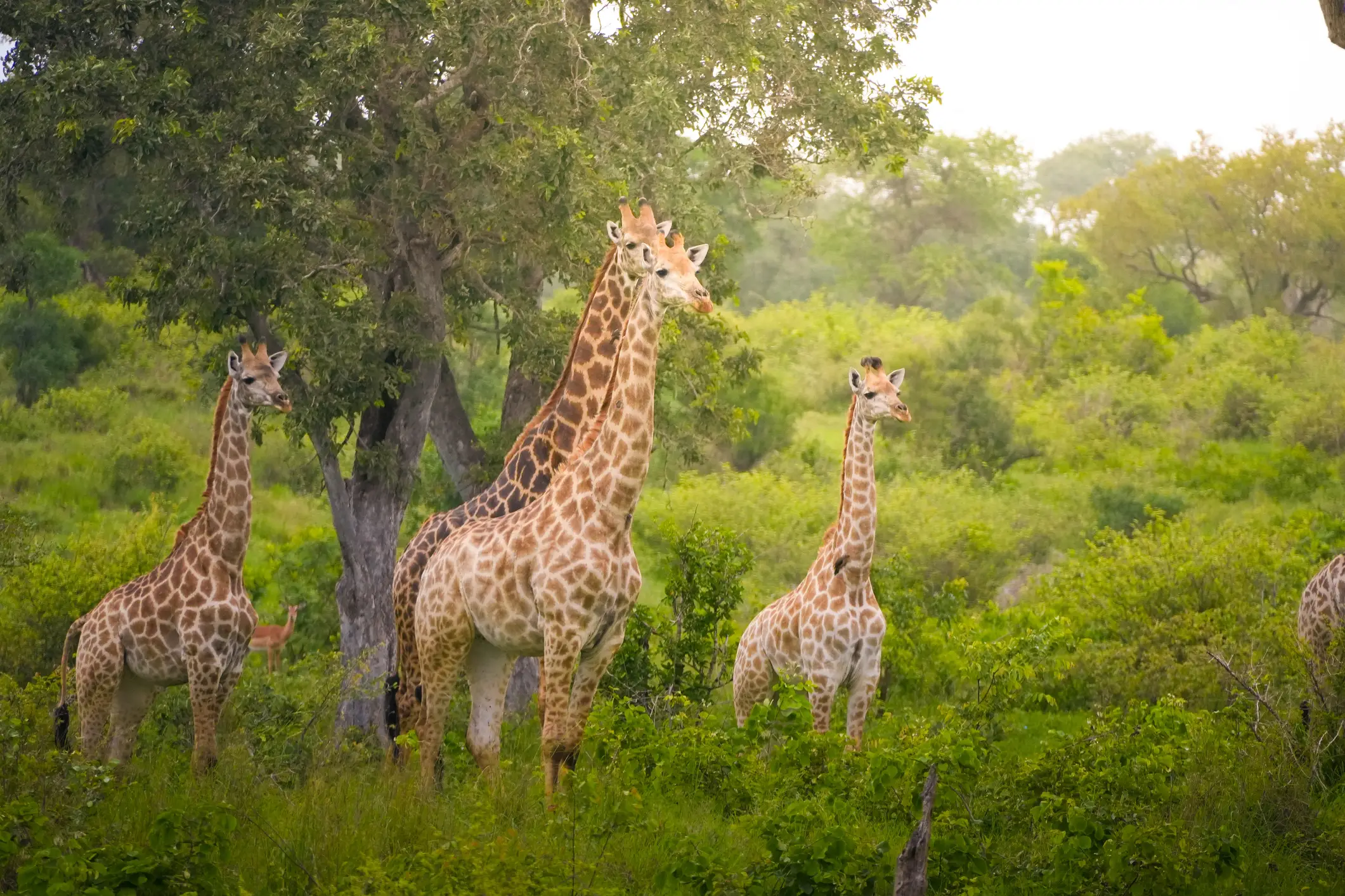 Moremi, Giraffen Gruppe von Giraffen grast auf Waldlichtung