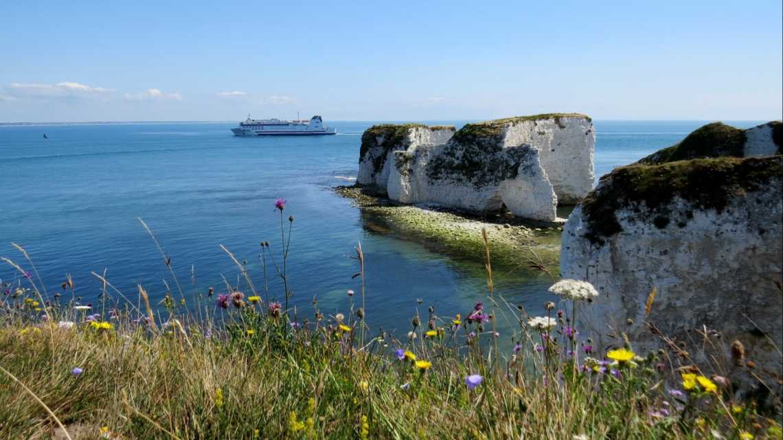 Vue d'Old Harry Rocks avec des fleurs d'été au premier plan et un ferry qui passe. Old Harry Rocks au bout de la baie de Studland, Angleterre