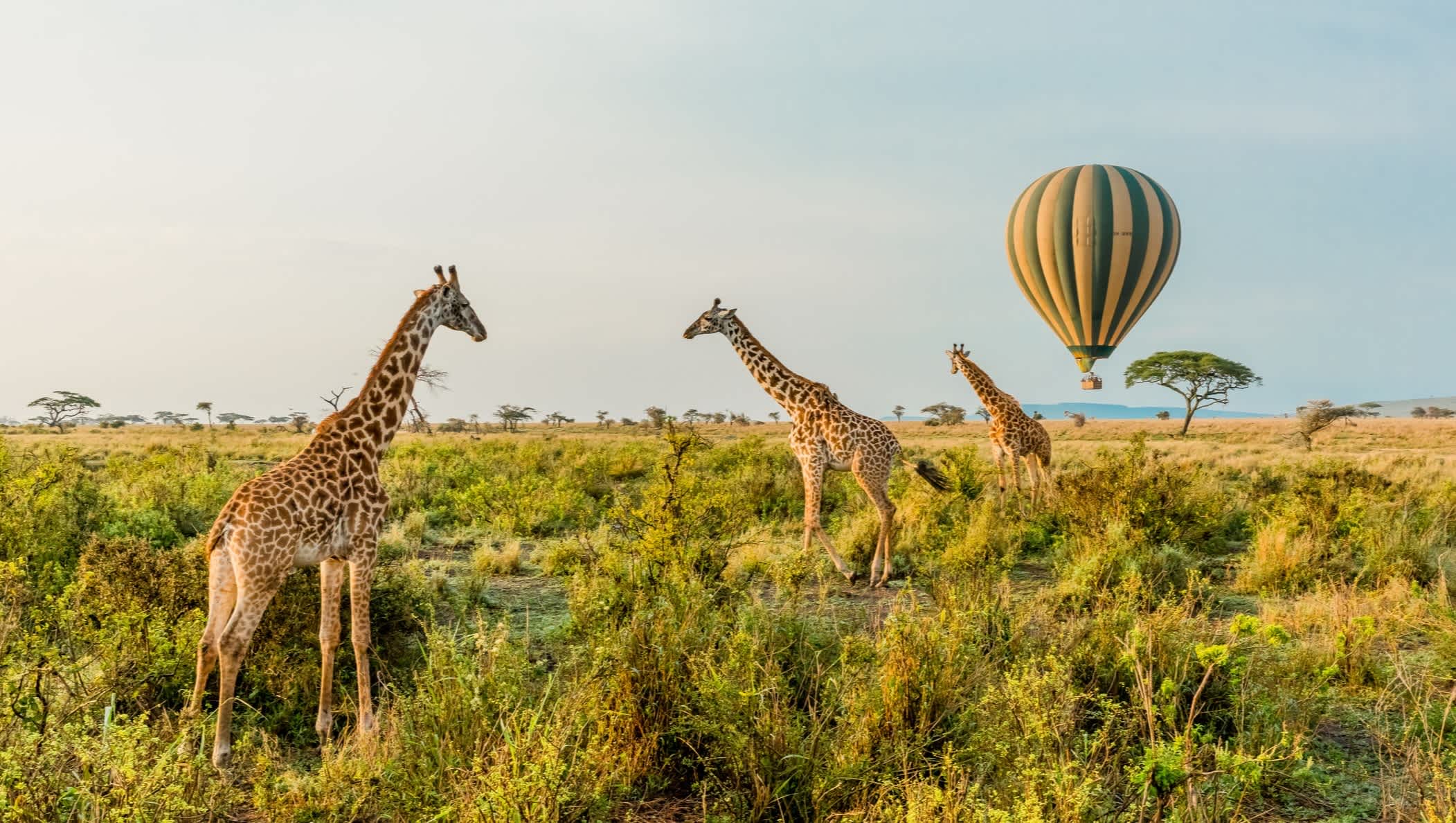 Giraffen und Heißluftballons im Serengeti-Nationalpark, Tansania.