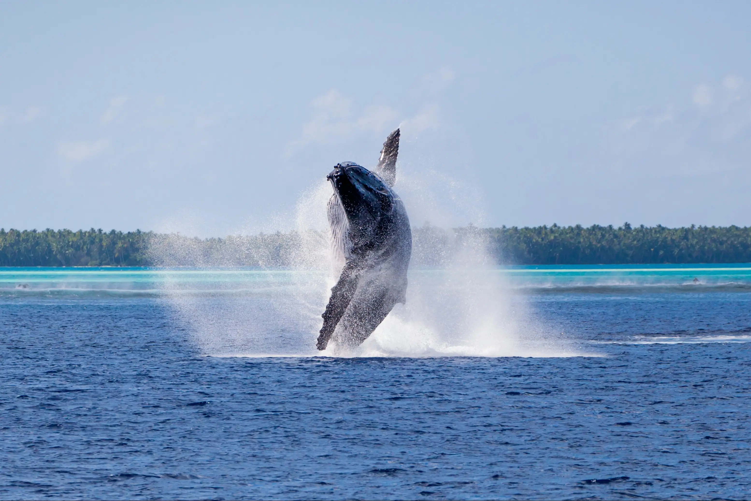 Une baleine à bosse saute hors de l'eau