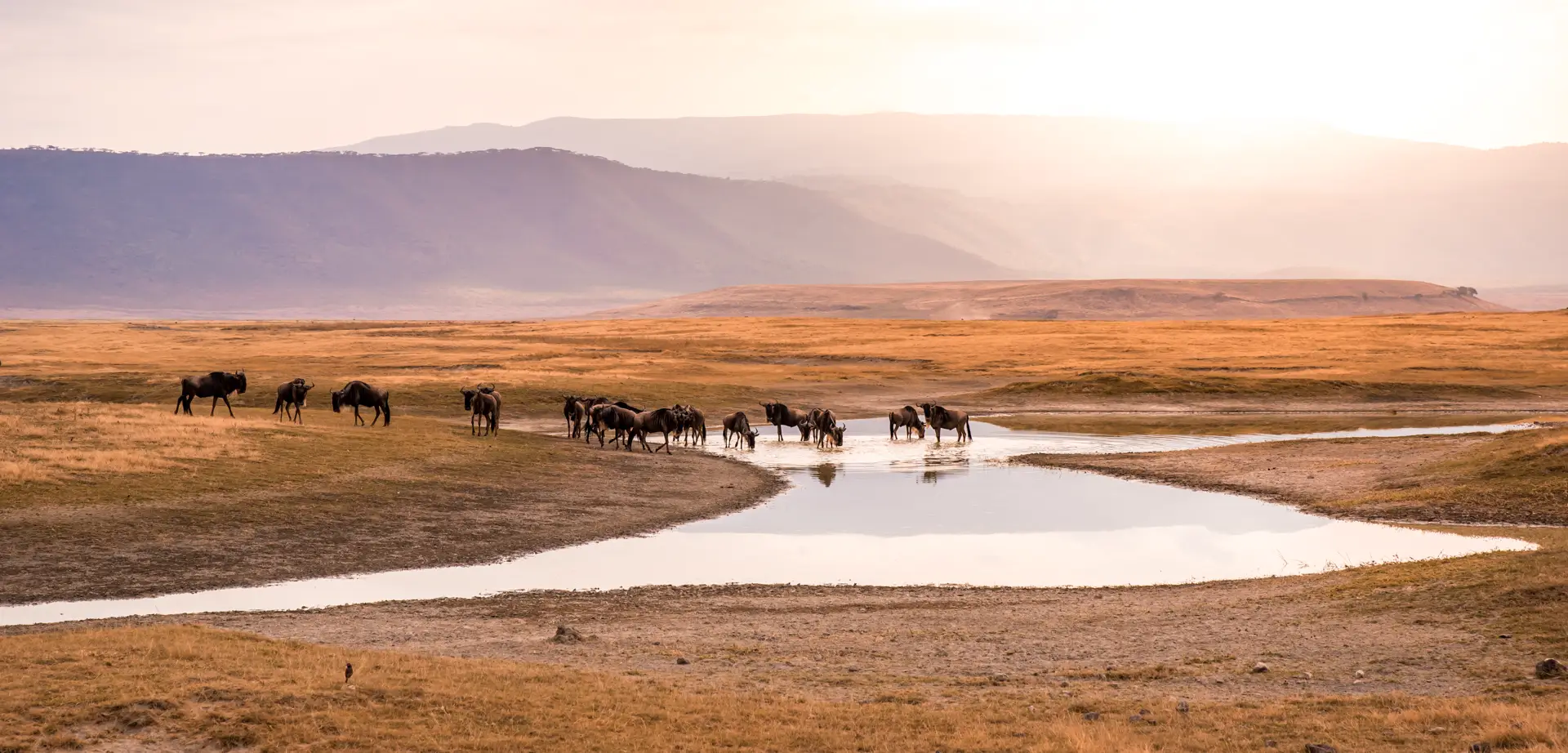 Gnus im Ngorongoro Krater