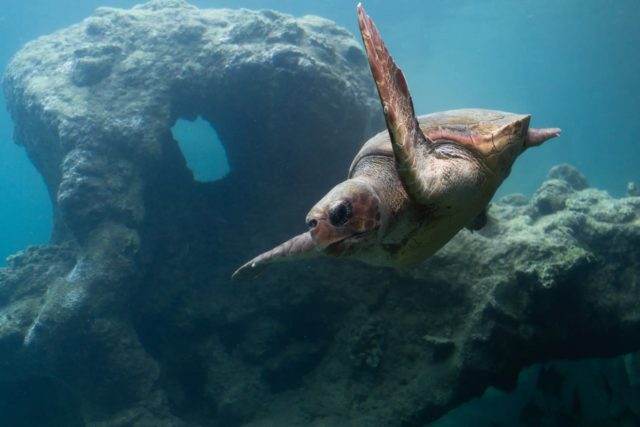 Mauritius, Turtle Bay, Meeresschildkröte Meeresschildkröte schwimmt unter Wasser