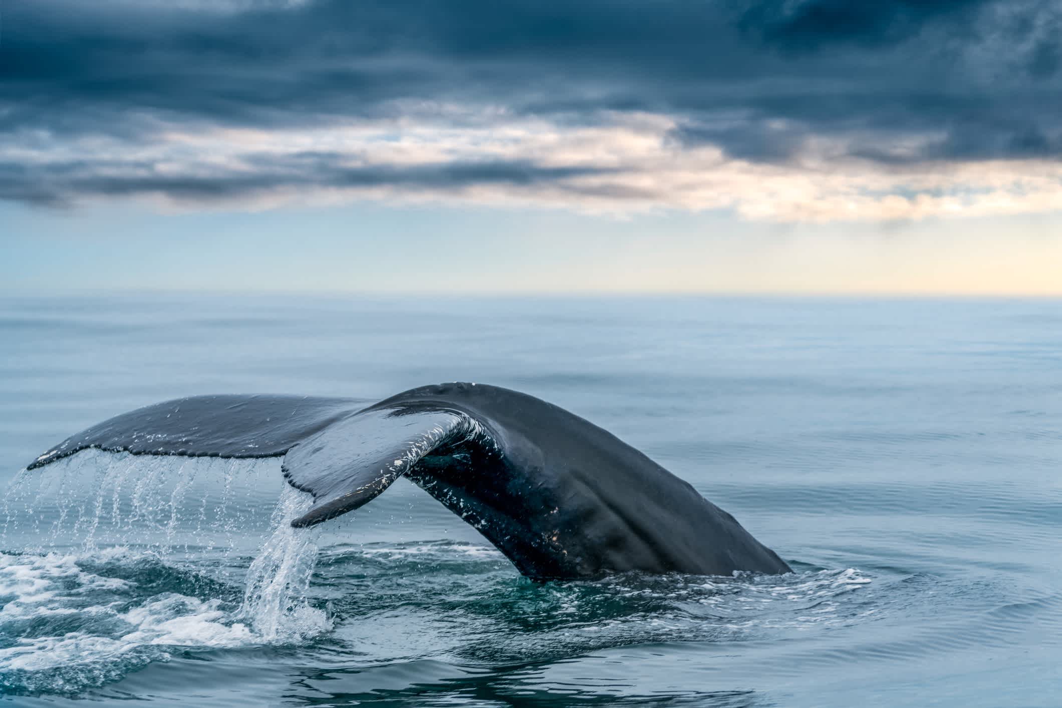 Schwanz eines Buckelwals im Meer der nördlichen Hemisphäre.