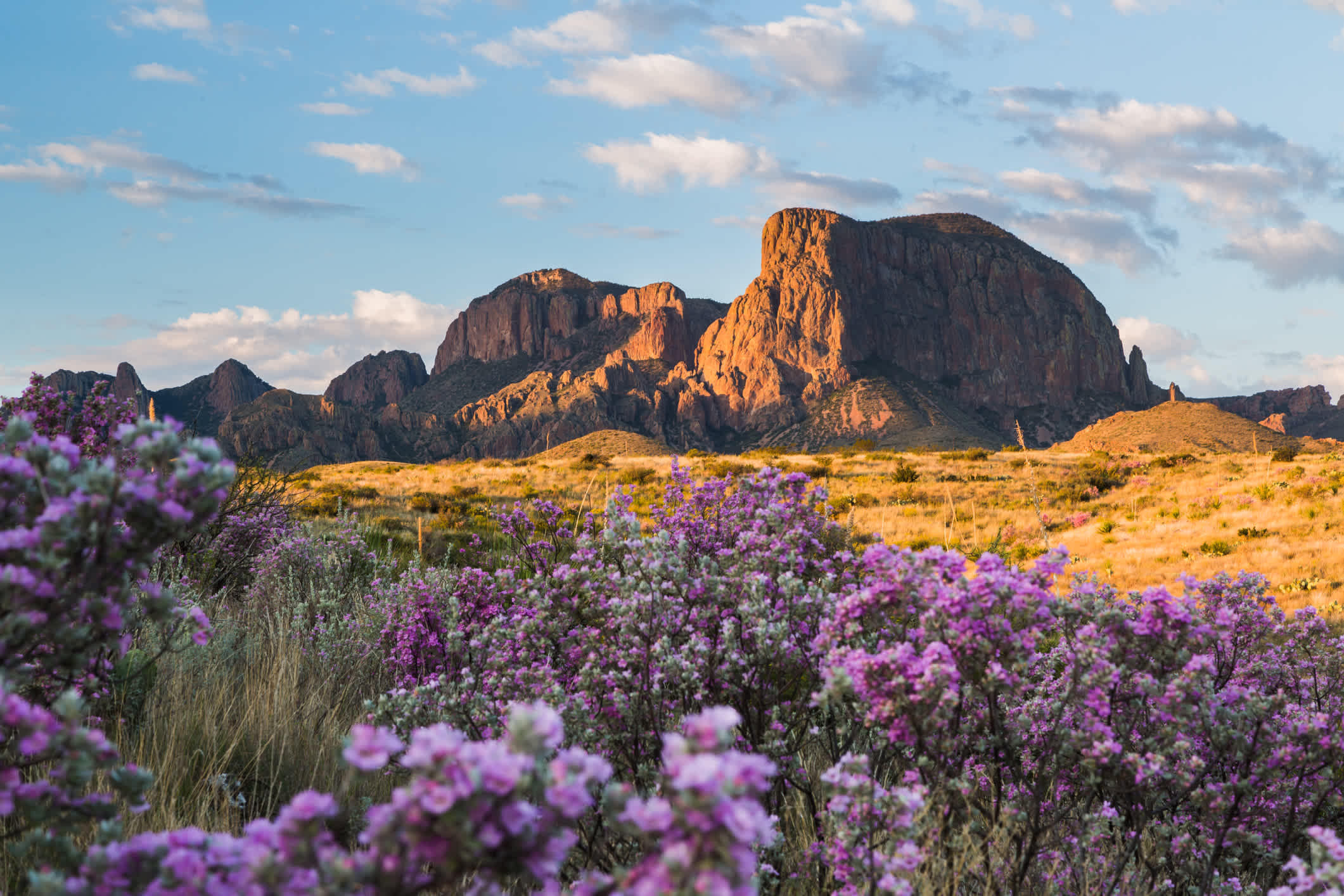 Wüste in Texas mit den Chisos Mountains im Hintergrund, USA.