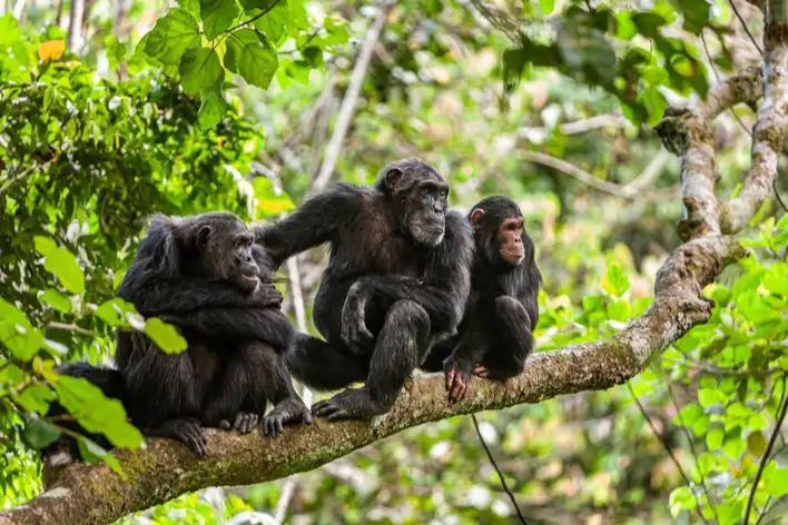 Eine Schimpansenfamilie auf einem dicken Ast im Wald