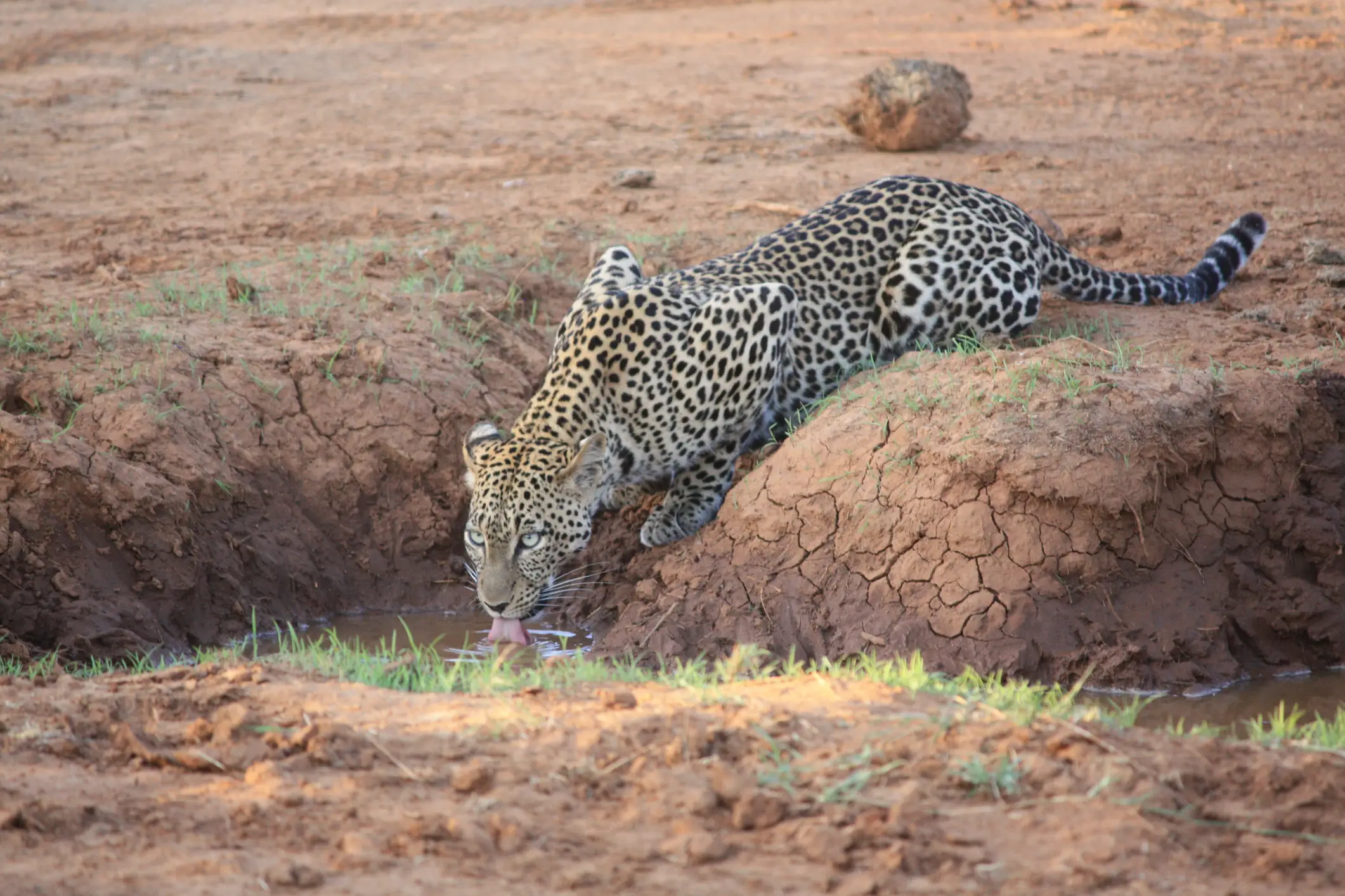 Kenia, Samburu National Reserve, Leopard Leopard, der im Samburu National Reserve an einem Wasserloch trinkt