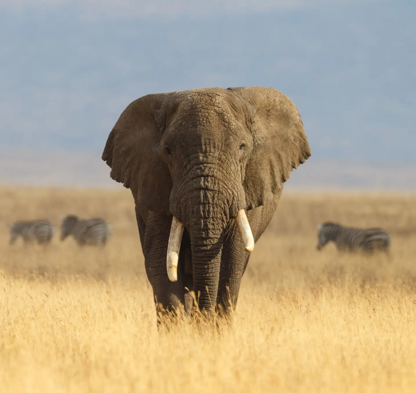 L'éléphant d'Afrique et la savane du Ngorongoro en Tanzanie

