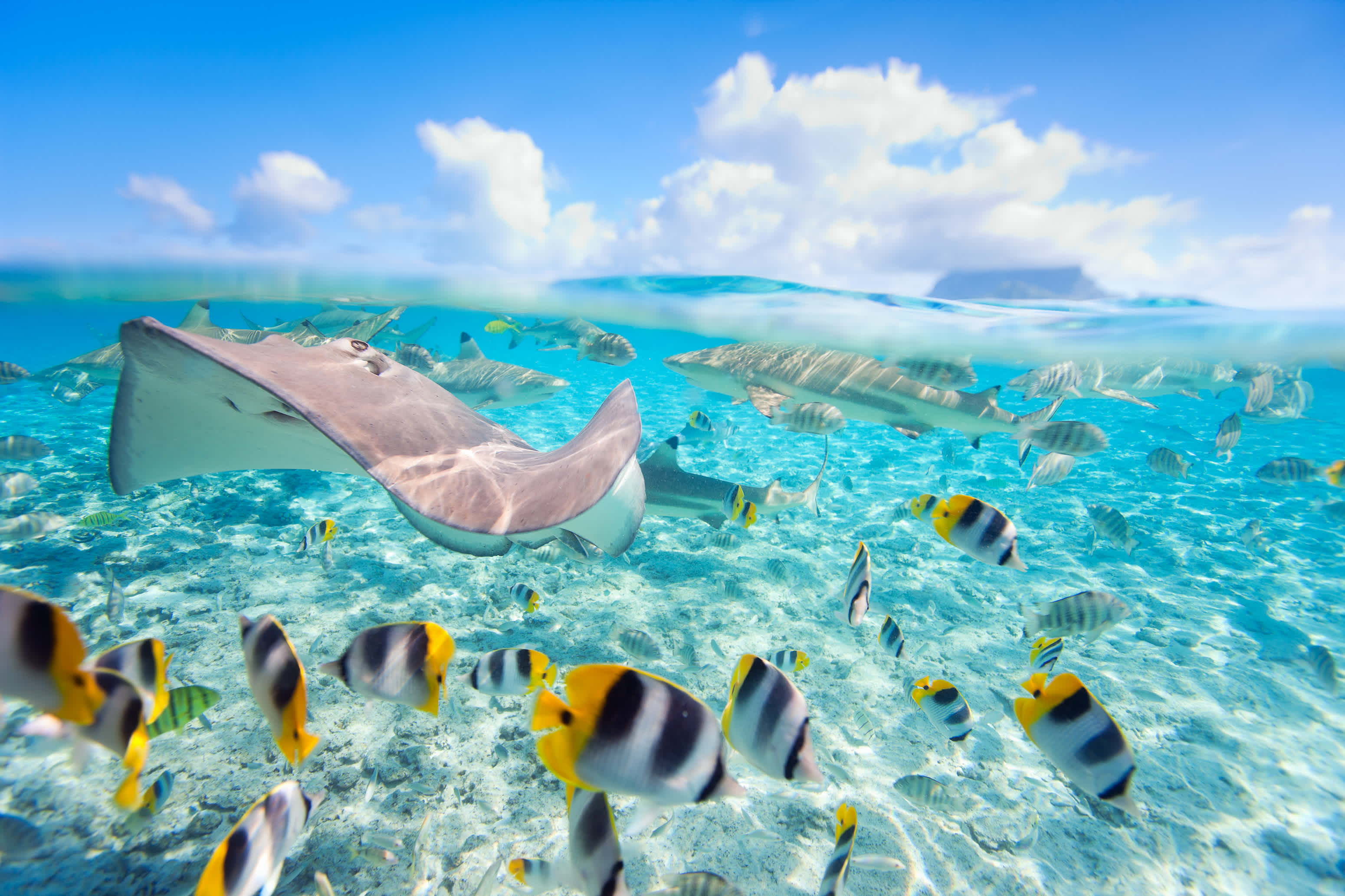 Tahiti Unterwasserwelt