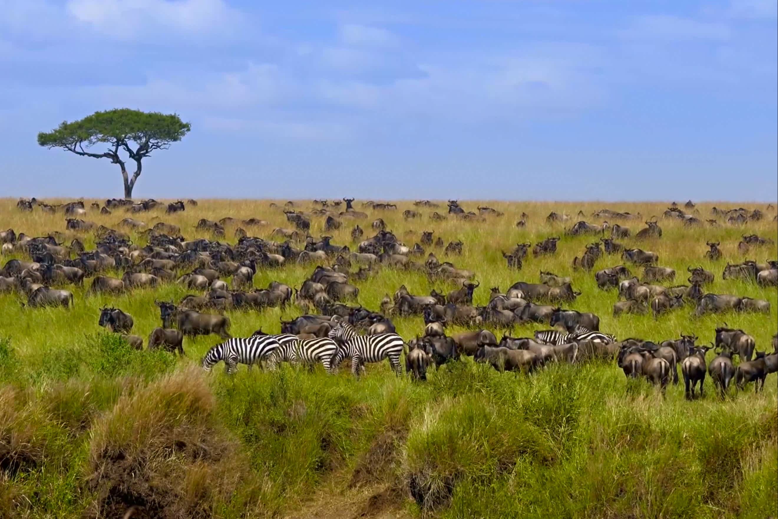 Gnus und Zebras bei der Great Migration in der Masai Mara, Kenia.