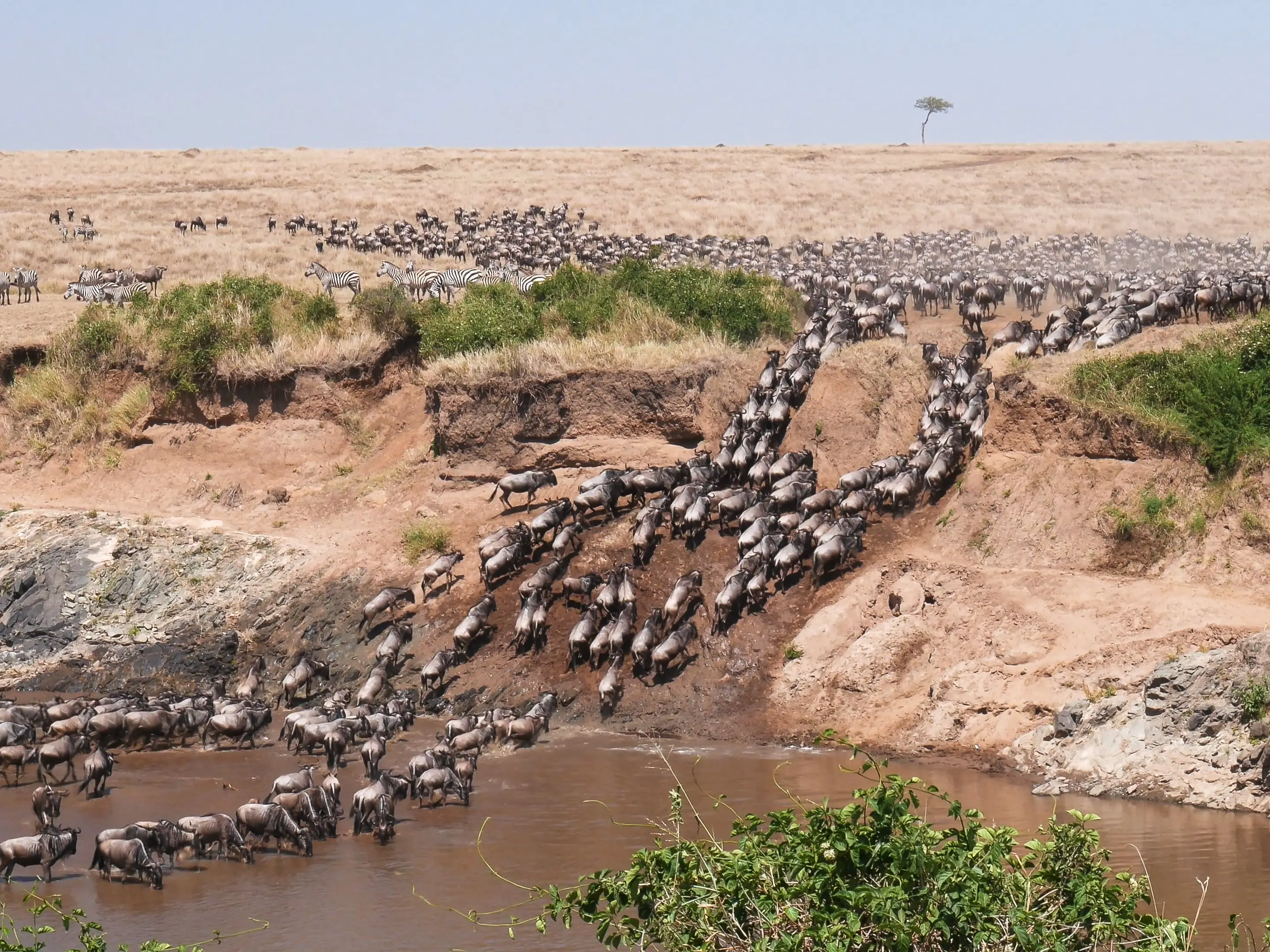 Kenia, Masai Mara, Great Migration
