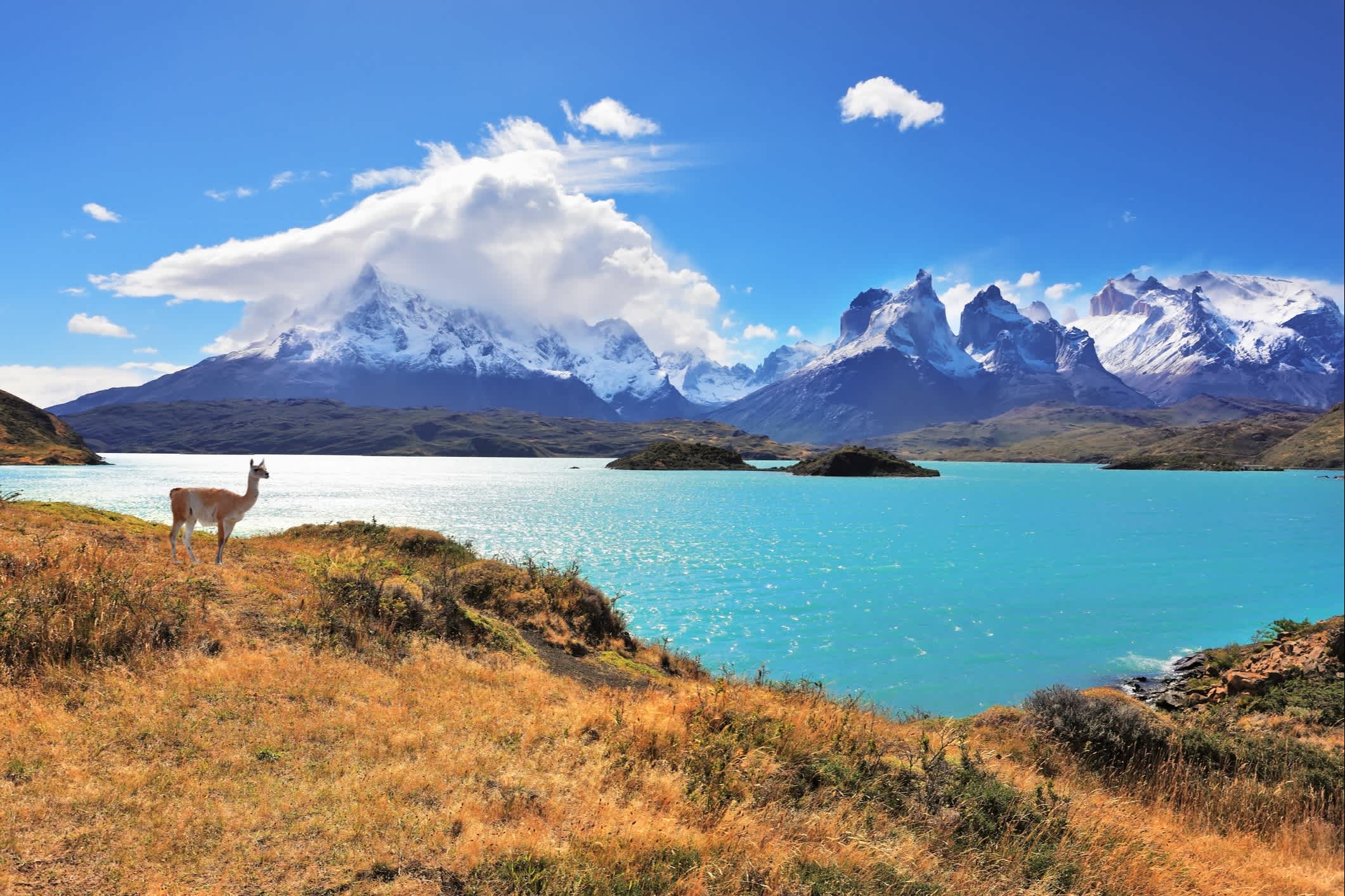 Ein See in Patagonien mit Lama am Ufer und Bergen im Hintergrund