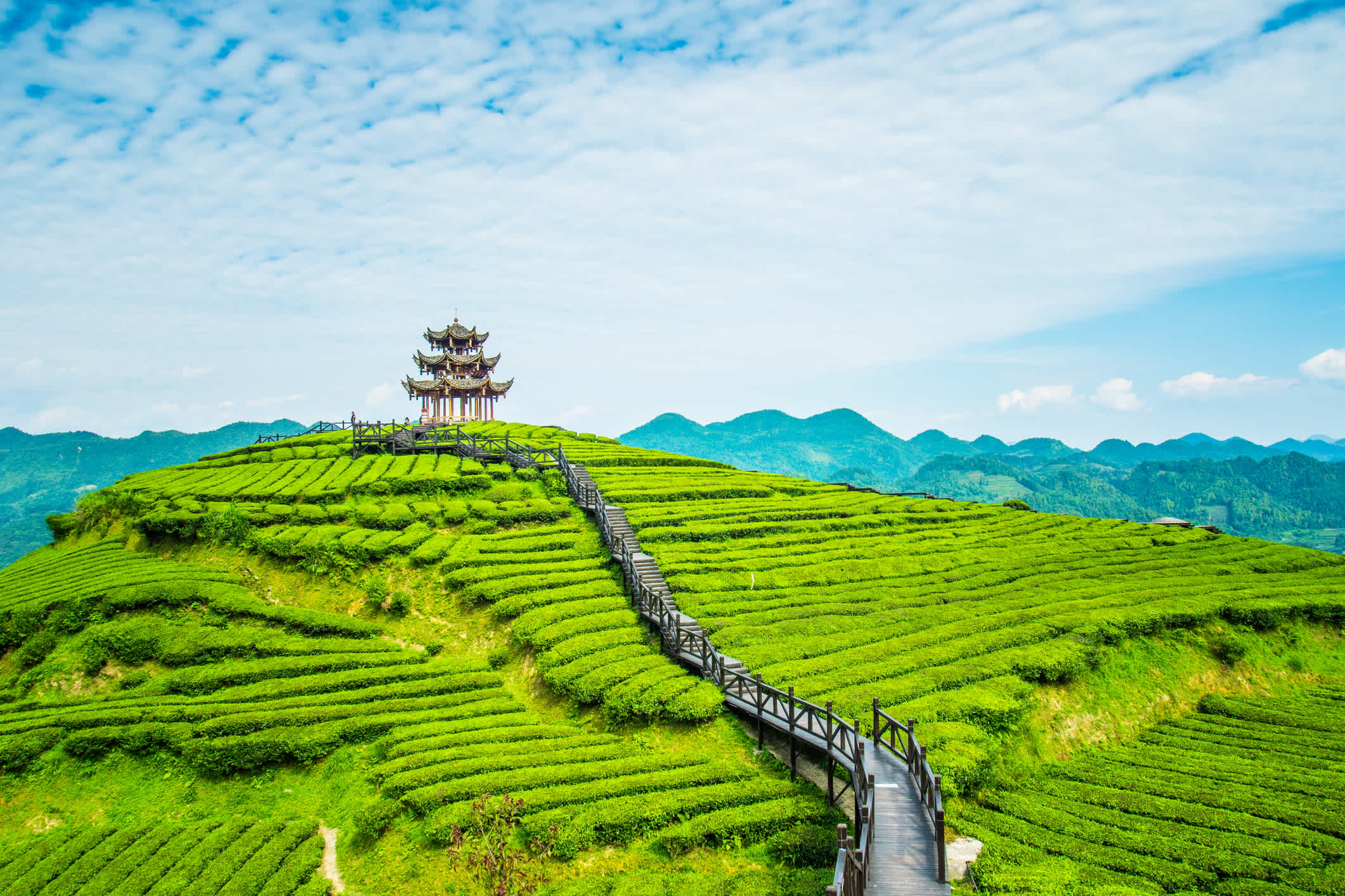 Vue d'un chemin qui mène à un temple, à travers les plantations de thé d'un vert éclatant, Chine