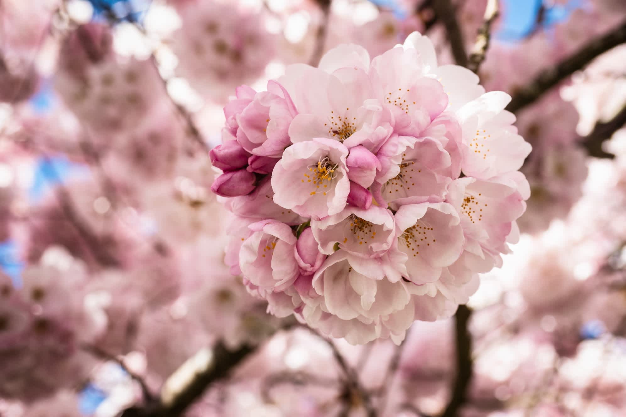 Nahaufnahme von rosa Kirschblüten, die im zeitigen Frühjahr blühen.
