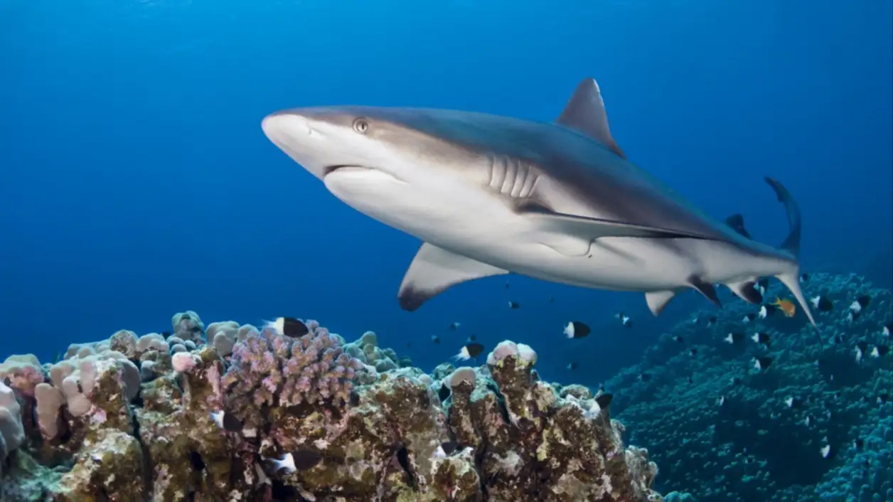 Requin gris de récif dans la mer