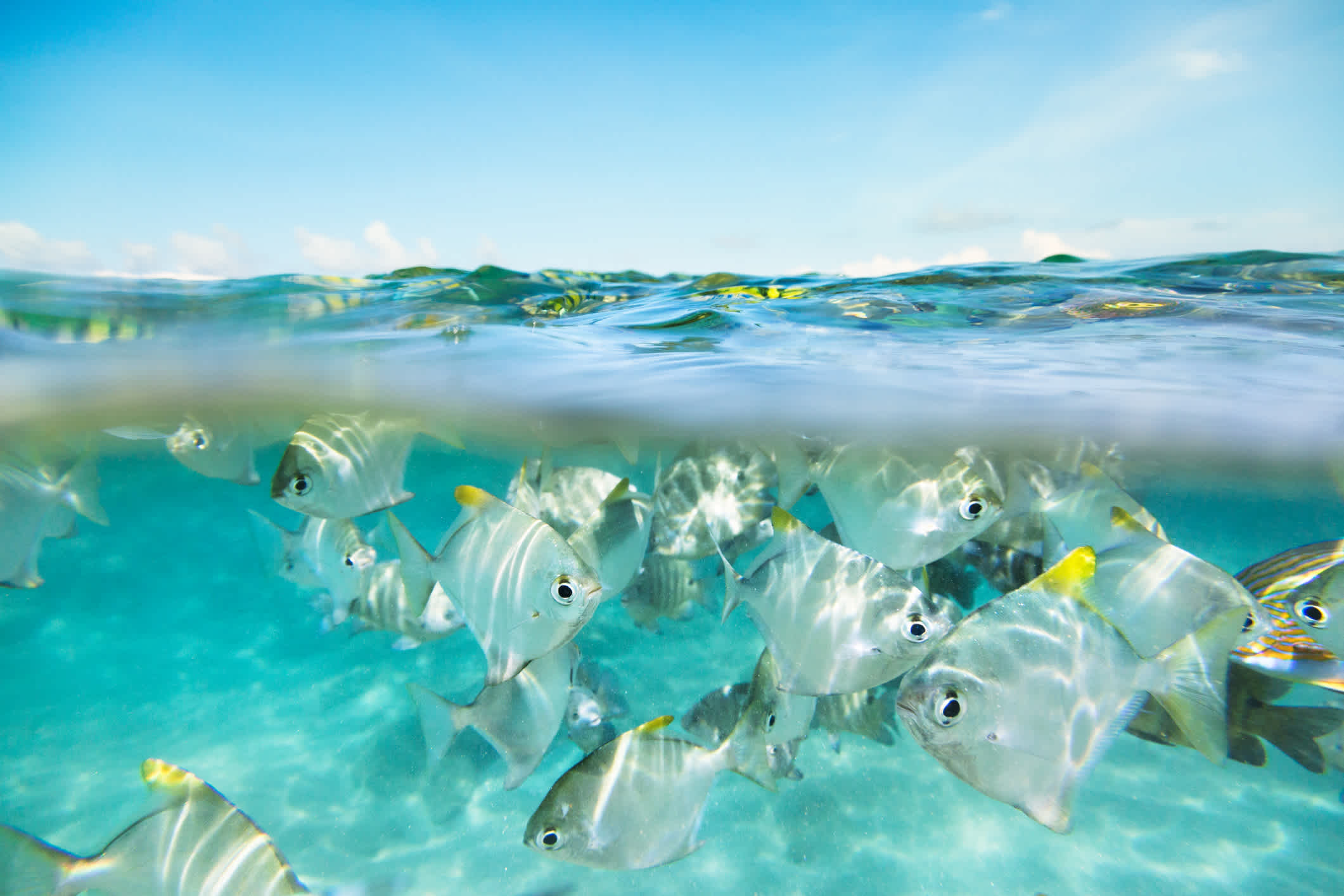 Bancs de poissons sous l'eau et en surface sur le récif corallien de Hikkaduwa, Sri Lanka