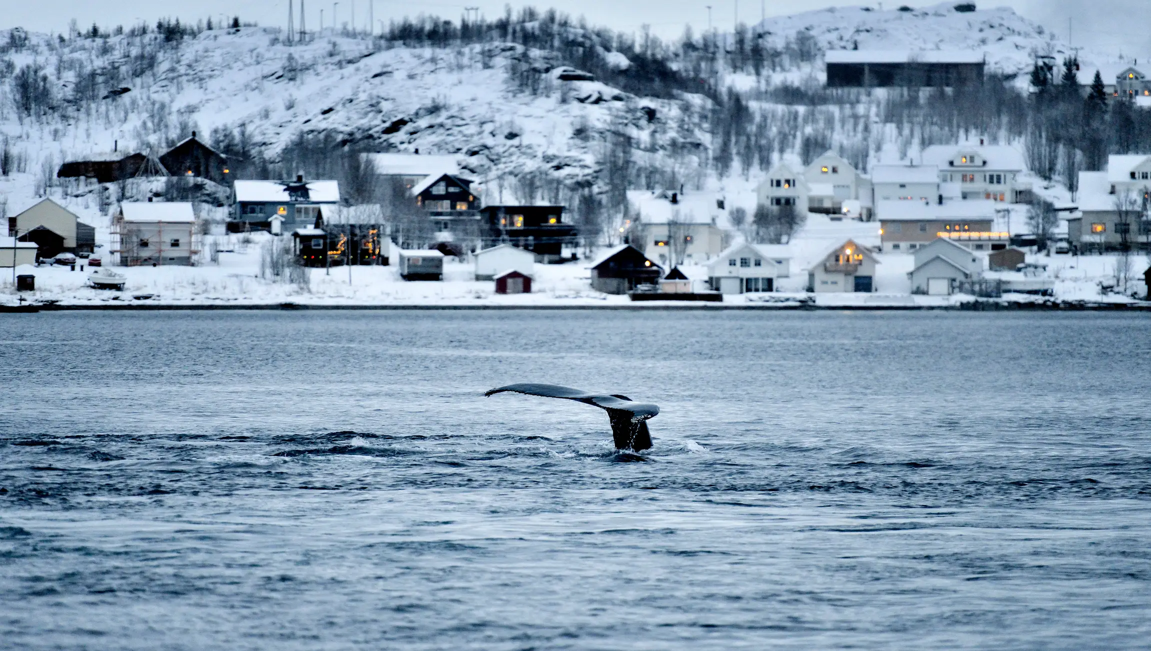 Norwegen, Tromsø, Walbeobachtung Wale and der Küste im Winter, Tromsø, Norwegen