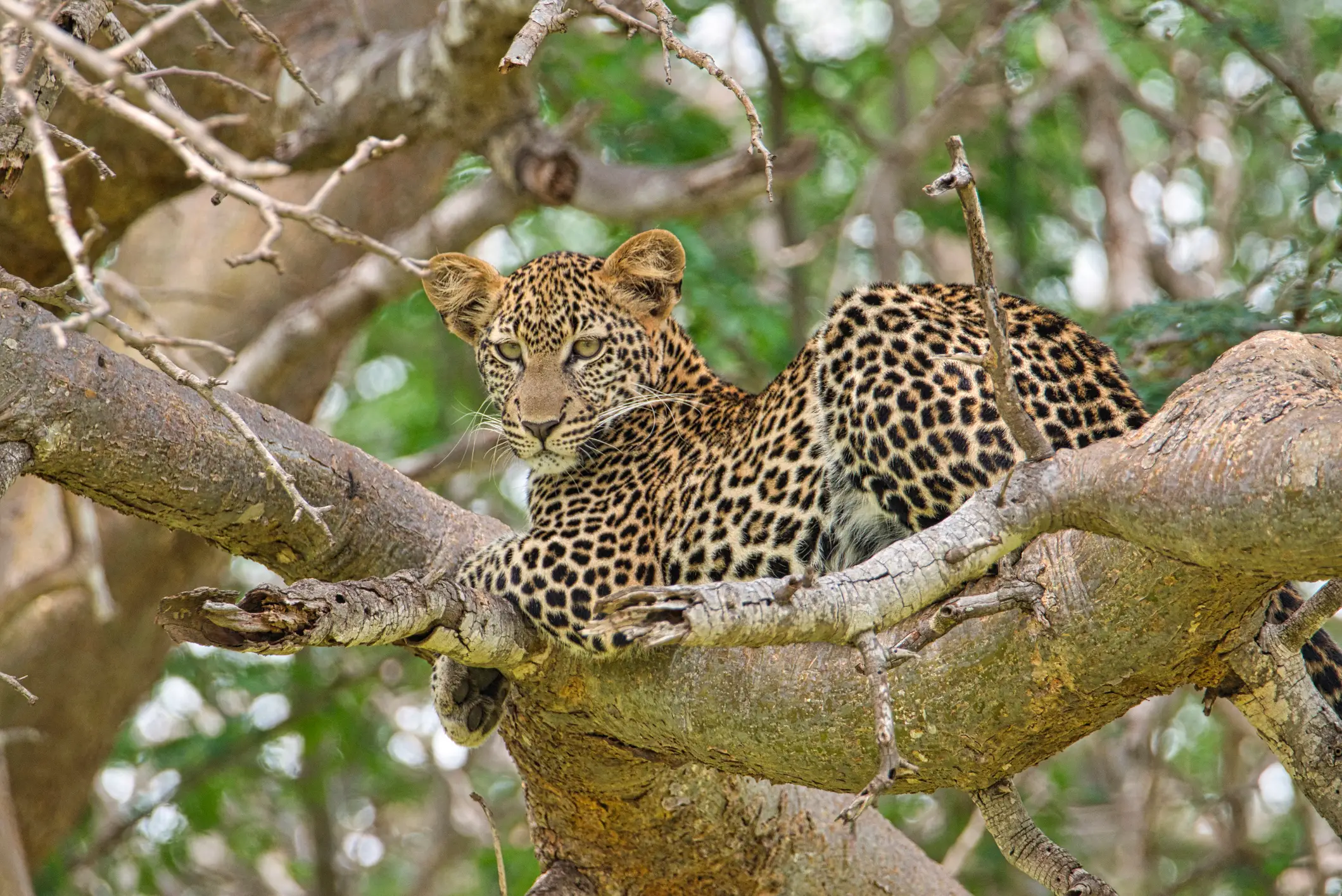 Tsvao Nationalpark, Leopard Leopard im Nationalpark Tsavo Ost und Tsavo West