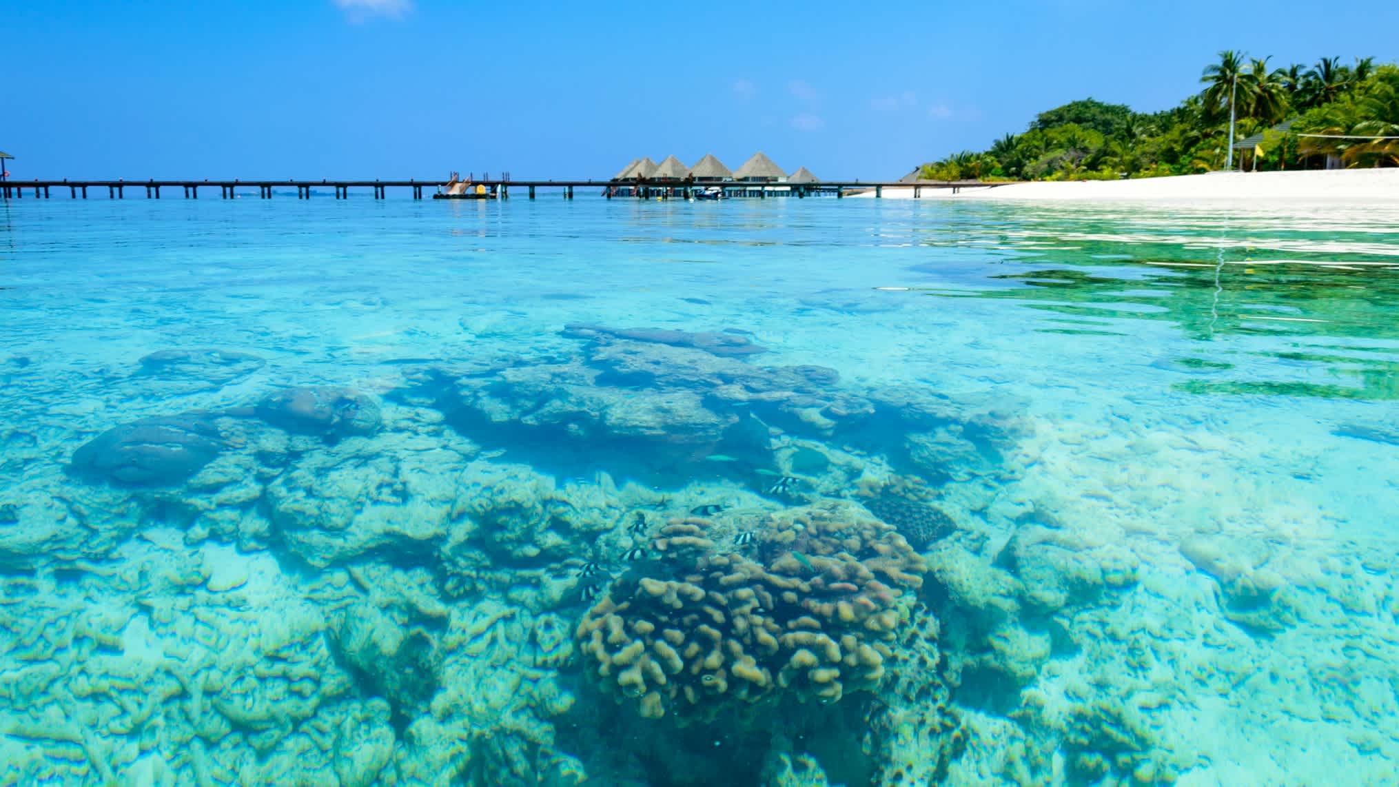 Korallen im türkisblauen Wasser
