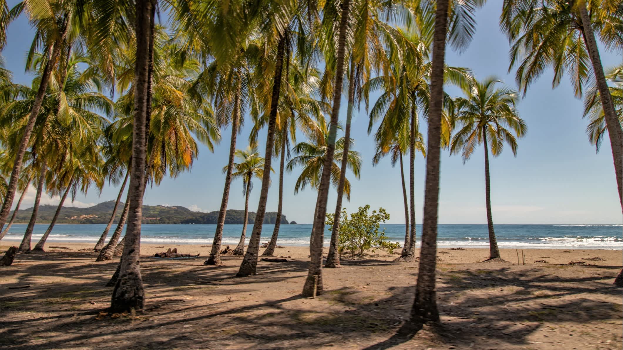 Blick durch viele Palmen auf den Carrillo-Strand in Guanacaste in Costa Rica bei sonnigem Wetter.