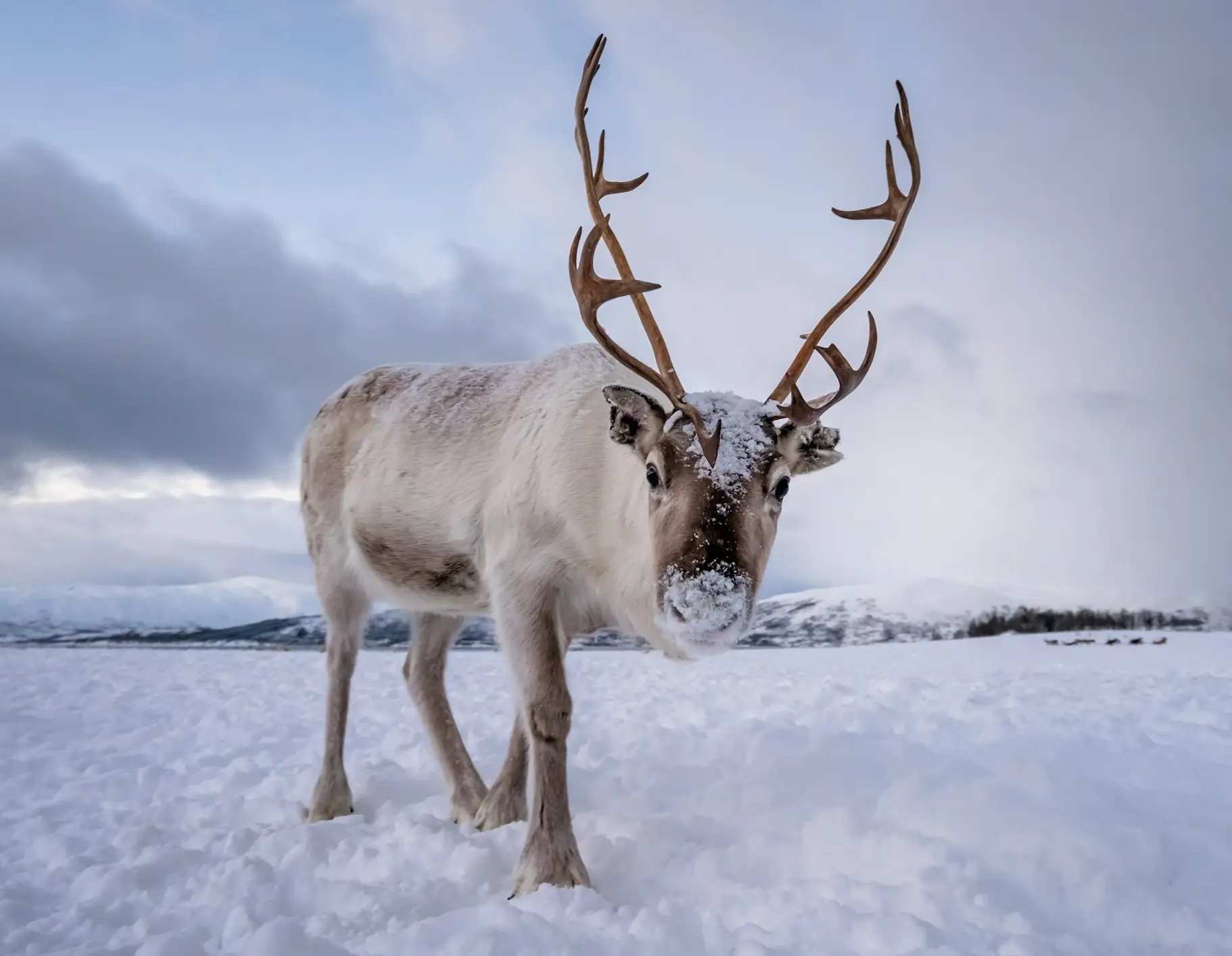 Portrait d'un renne aux bois massifs, Norvège.