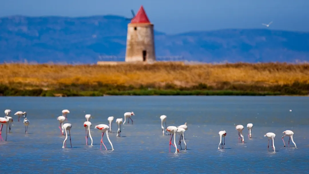 Flamingos of Trapani, Sicily