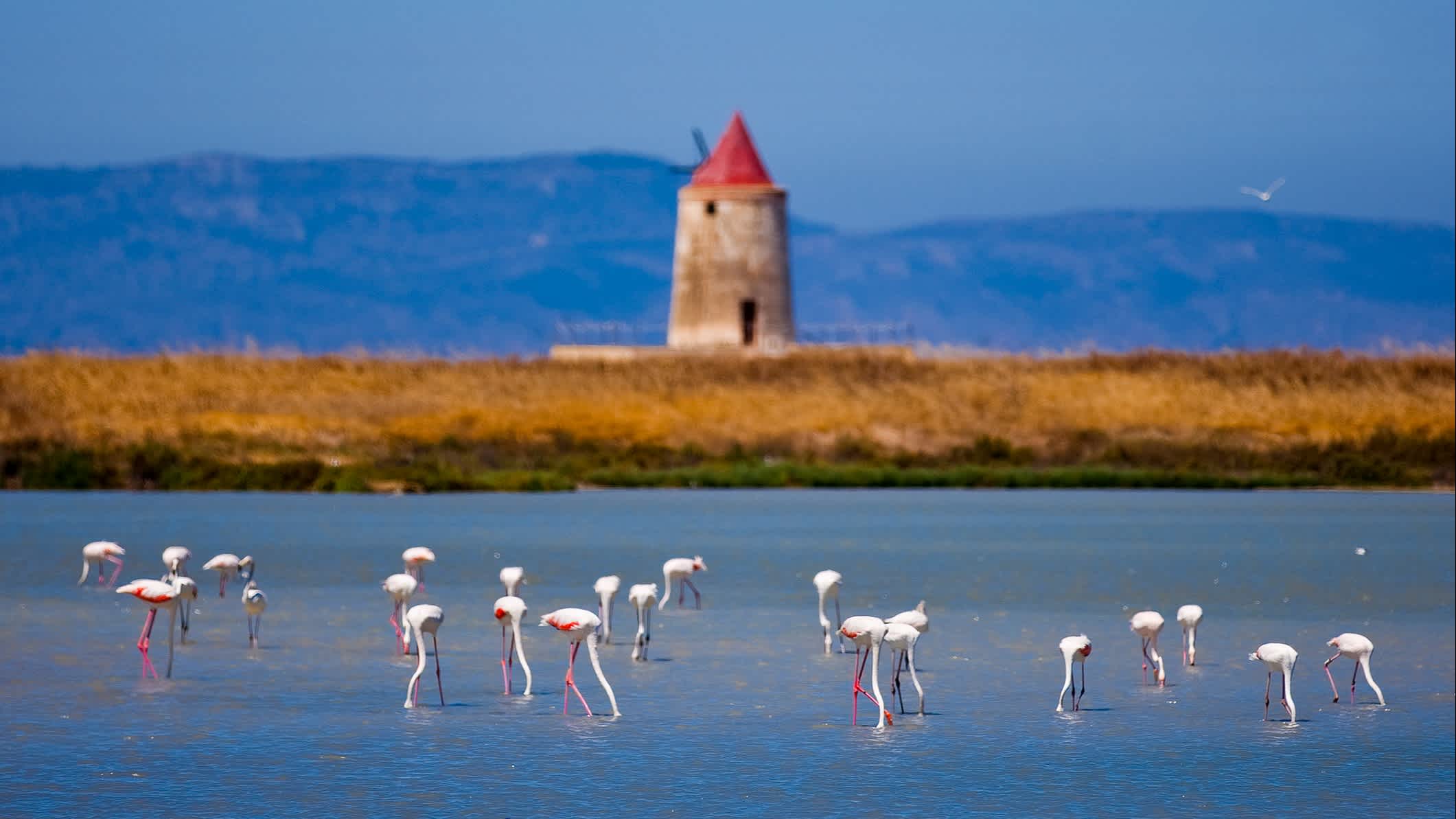 Aufnahme der Flamingos von Trapani