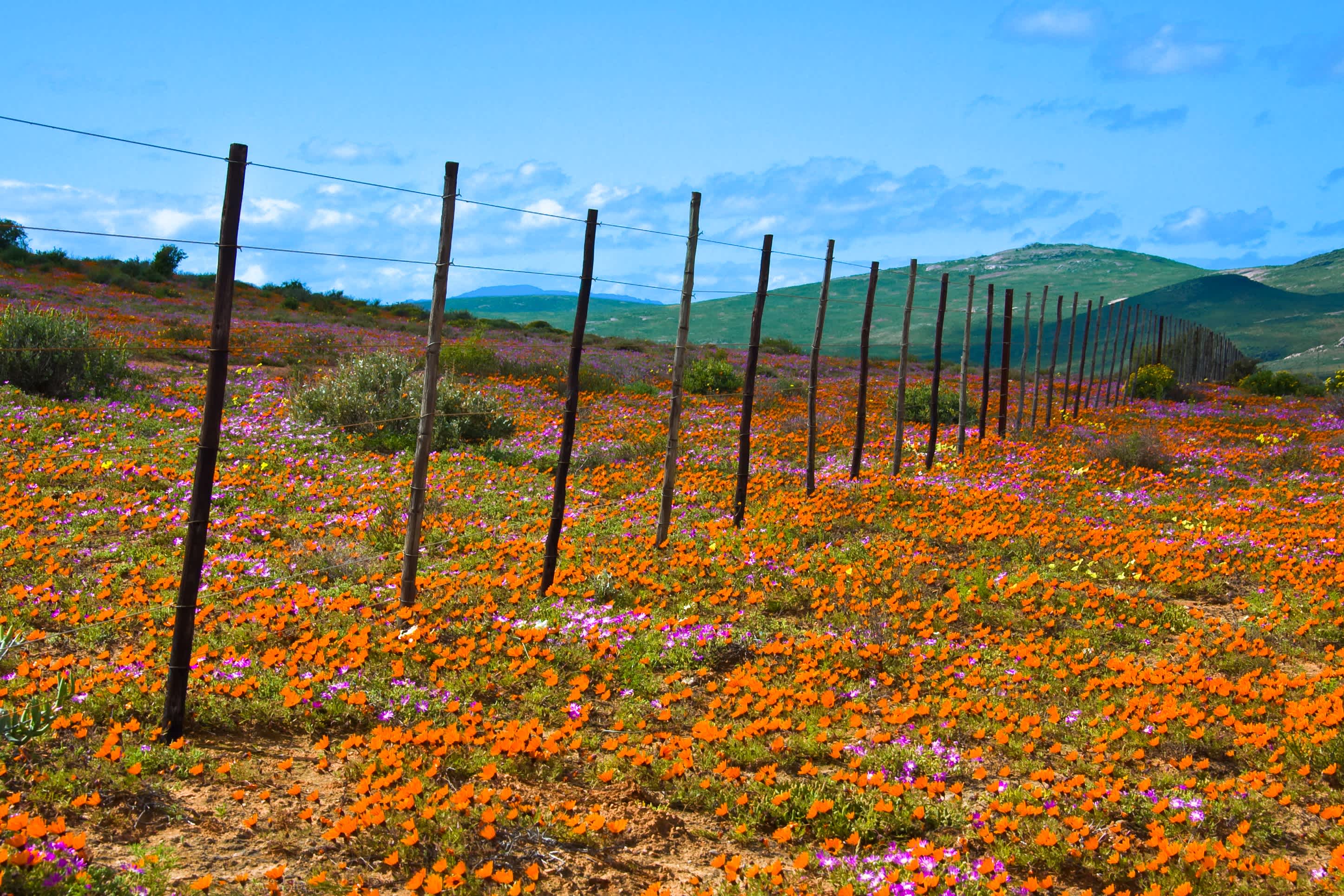 Fleurs dans les tons orangés sur une plaine avec des collines vertes en arrière-plan, Namaqualand