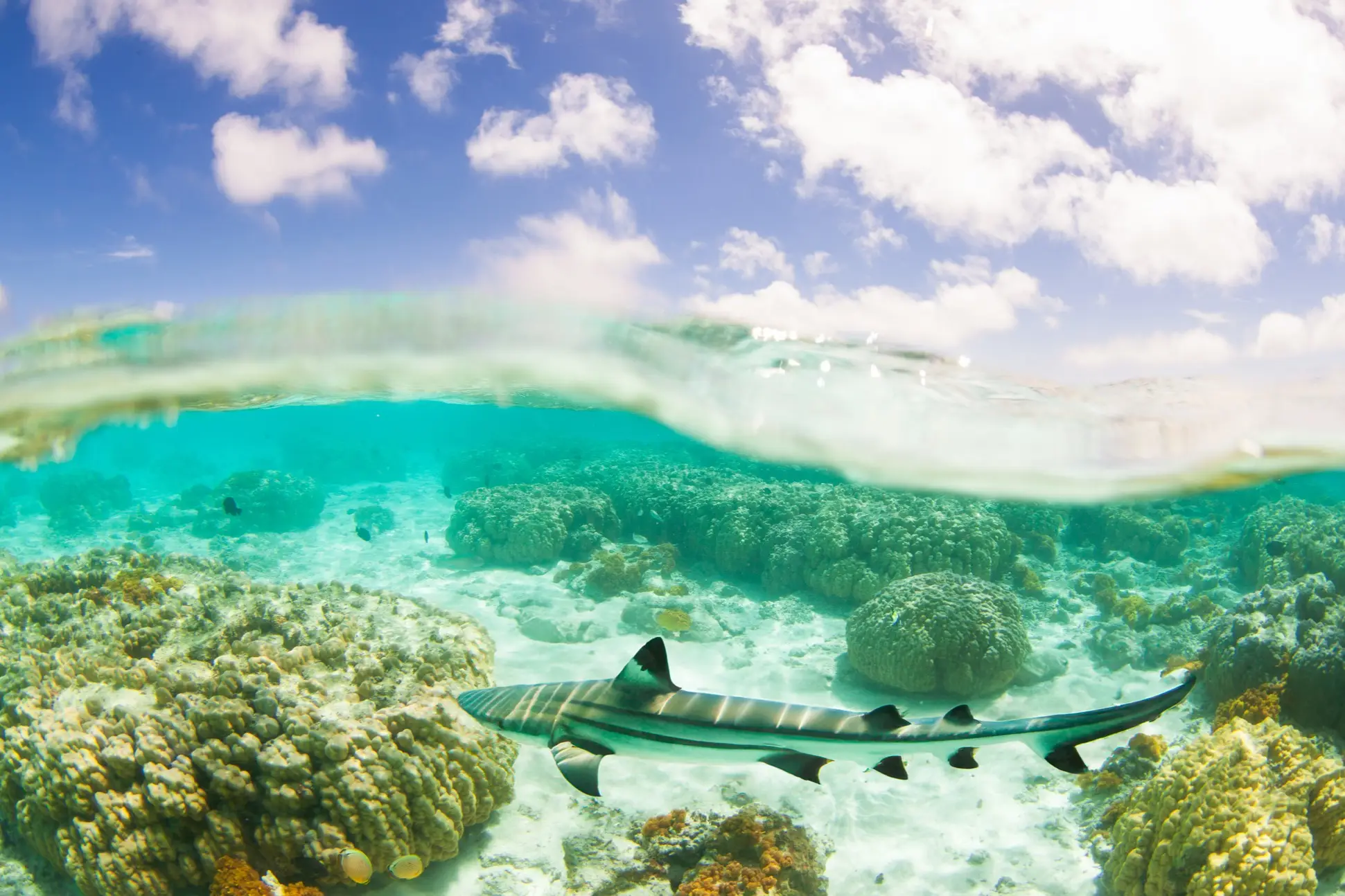 Japon, Okinawa, requin gris de récif Requin gris de récif dans l'eau claire
