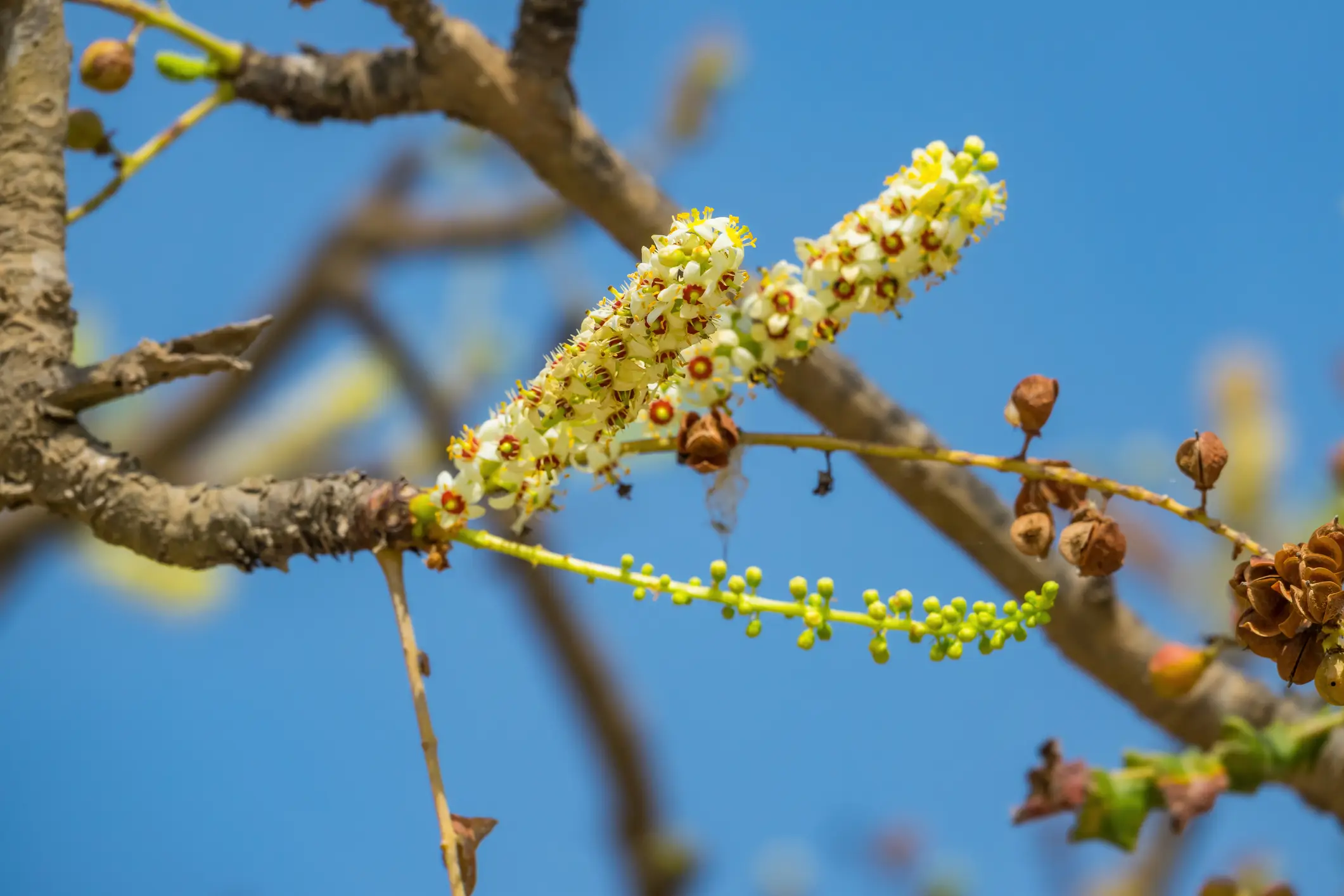 Des fleurs sur les branches d'un arbre à encens