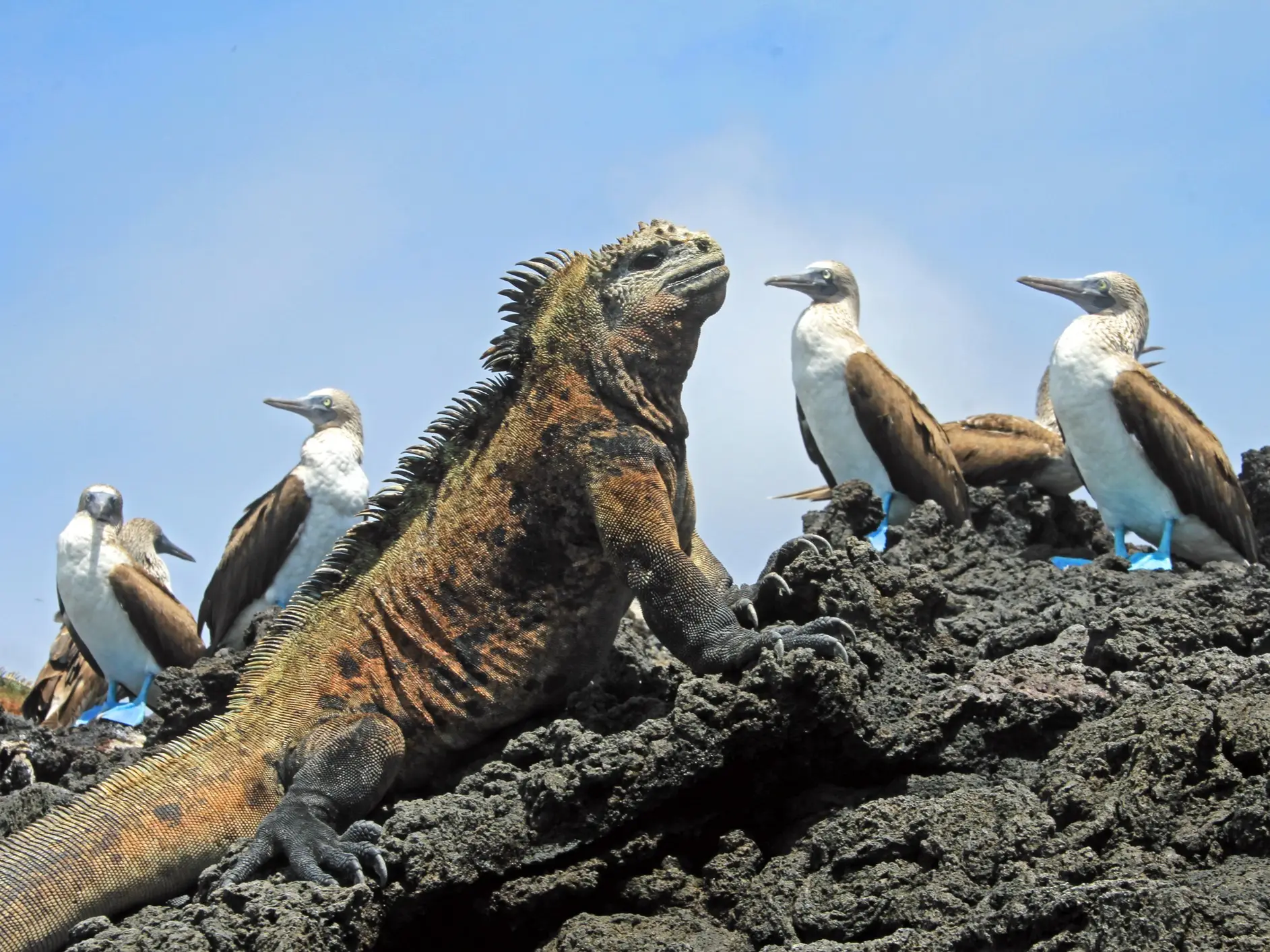 Galapagos, Animaux