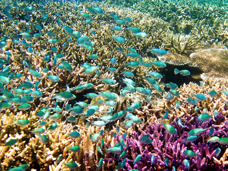 Malaisie, Sabah, Semporna Récif corallien avec poissons colorés sous l'eau. Semporna, Sabah, Malaisie.