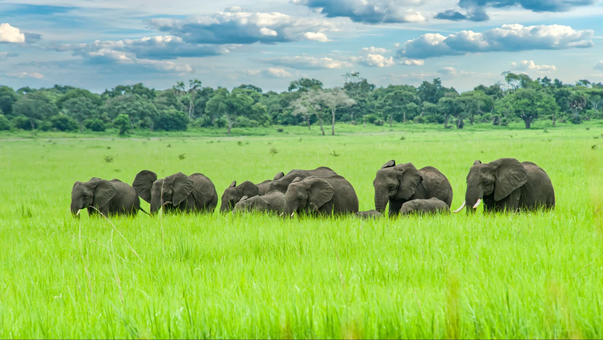Elefantenherde, die in den Ebenen Ostafrikas spazieren geht
