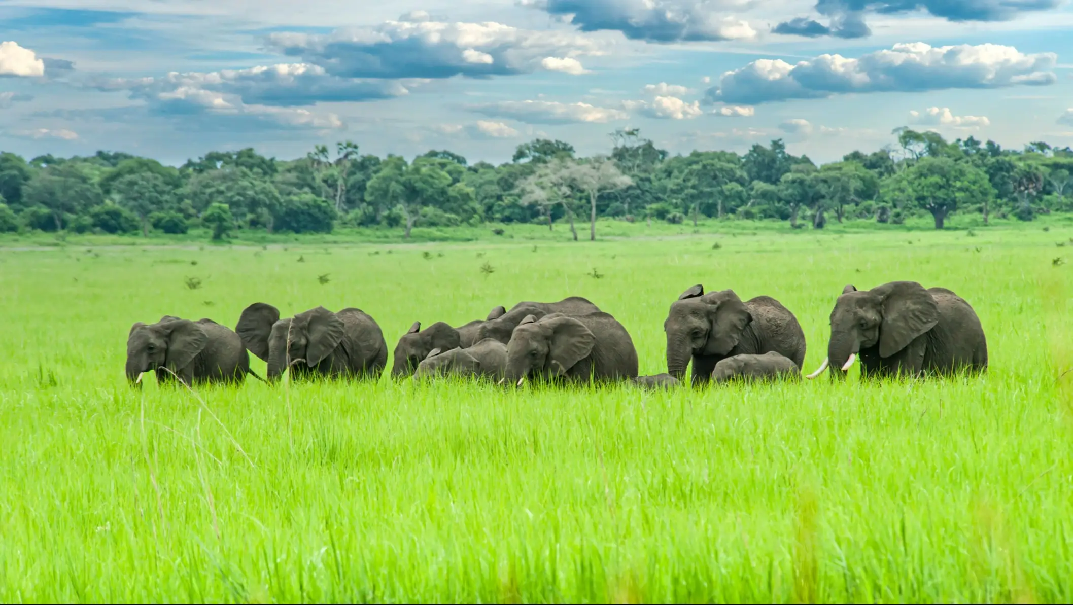 Tansania, Katavi Nationalpark Elefantenherde, die in den Ebenen Ostafrikas spazieren geht