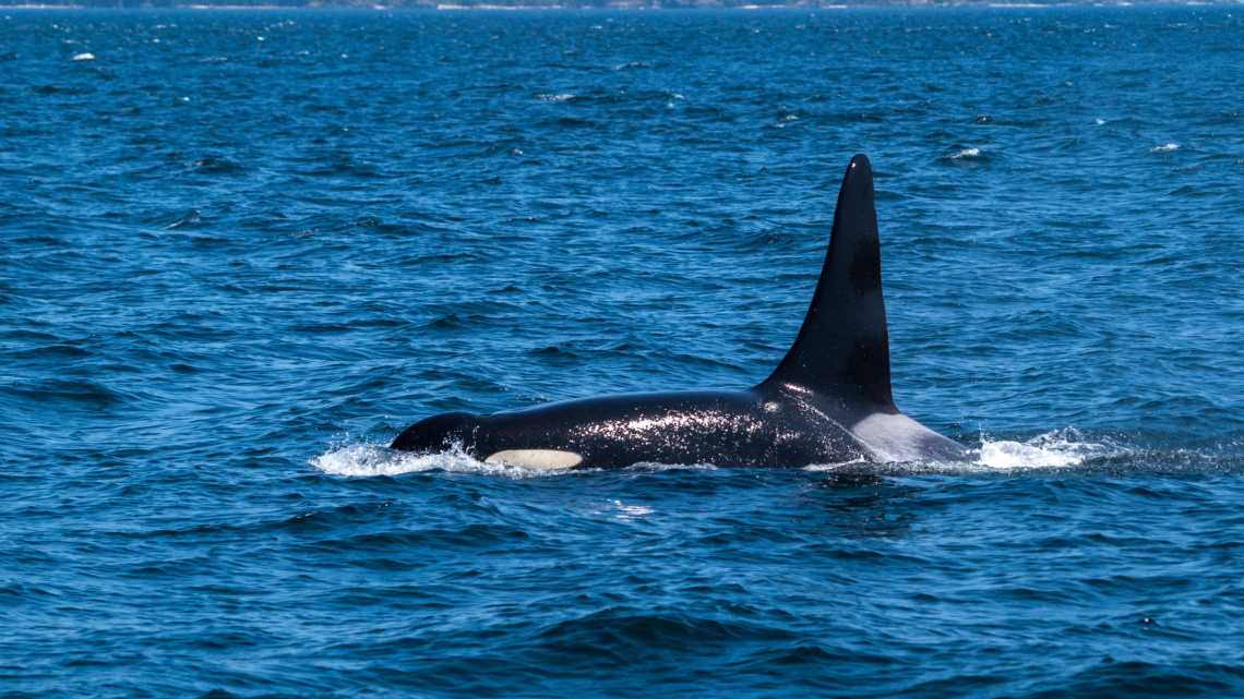 Schwimmender Schwertwal - Orcinus orca im Broughton Archipelago Marine Provincial Park in der Nähe von Port Mc Neill auf Vancouver Island in Kanada