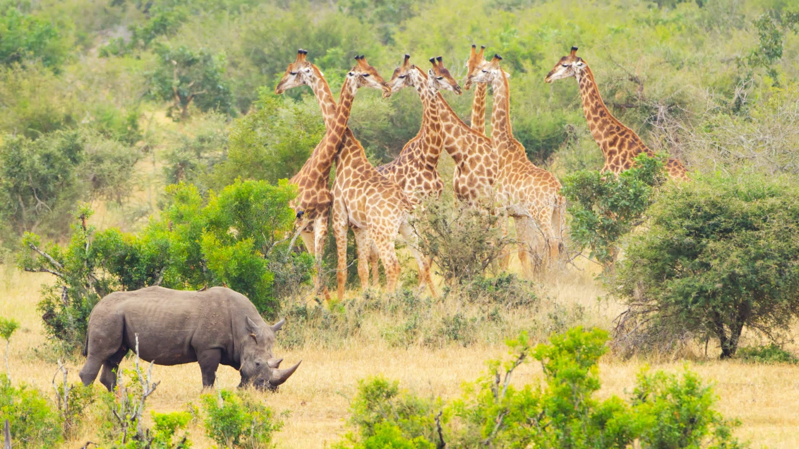 La faune du parc national Kruger en Afrique du Sud