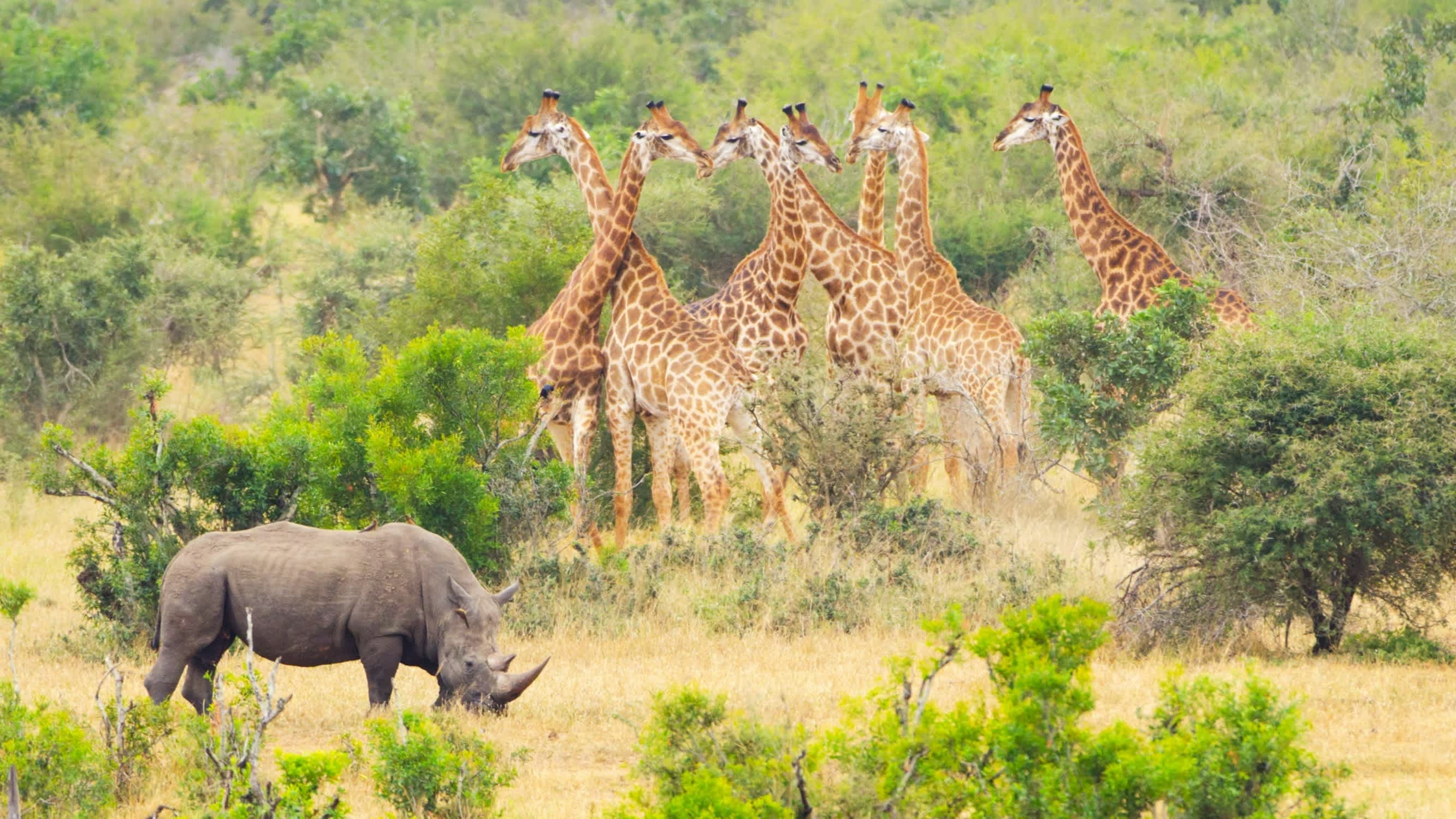 Die Tierwelt des Krüger-Nationalparks in Südafrika