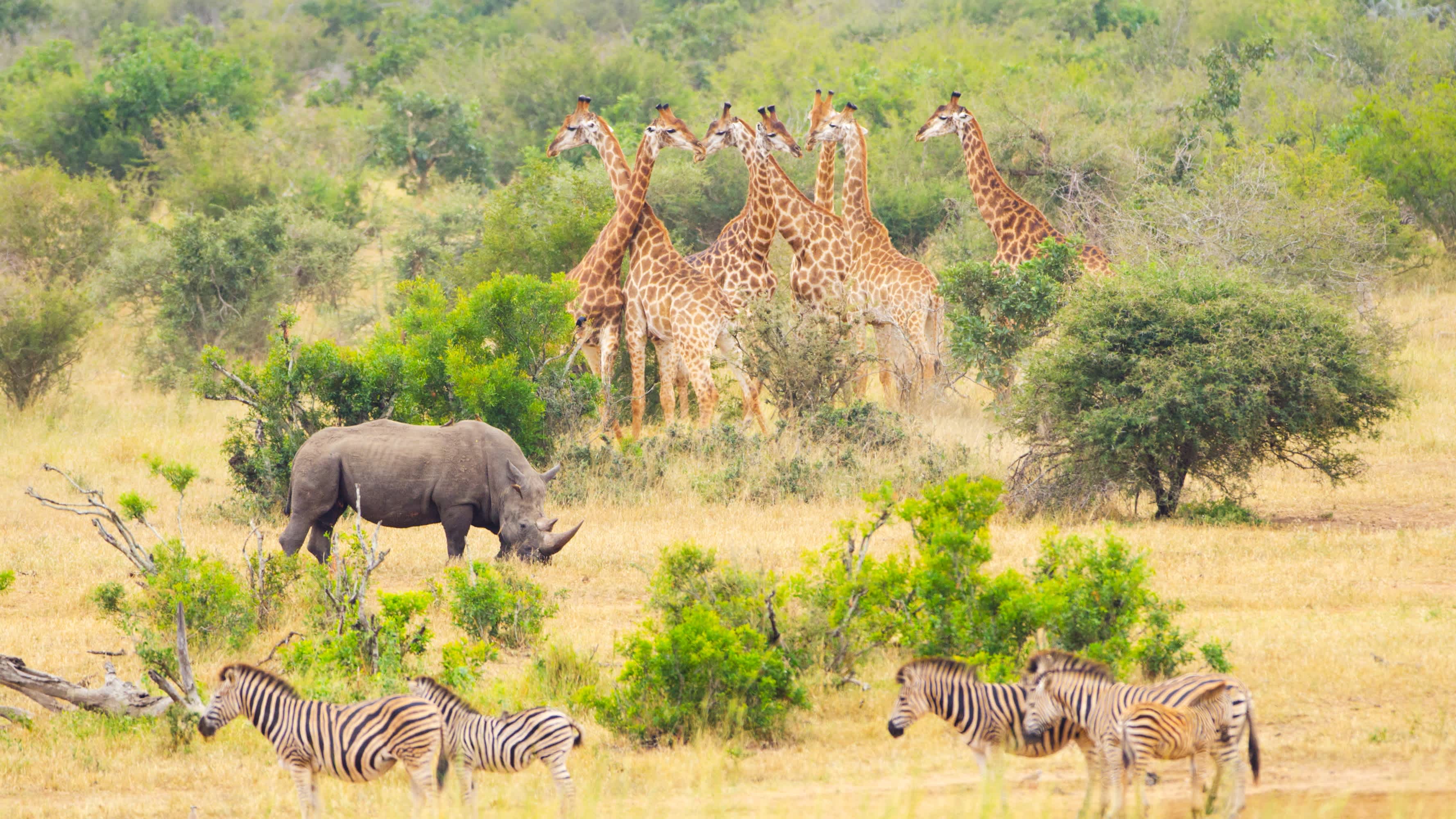 Die Tierwelt des Krüger-Nationalparks in Südafrika