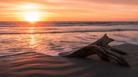 Branche de bois flotté sur le sable de Corpus Christi au coucher du soleil, Texas