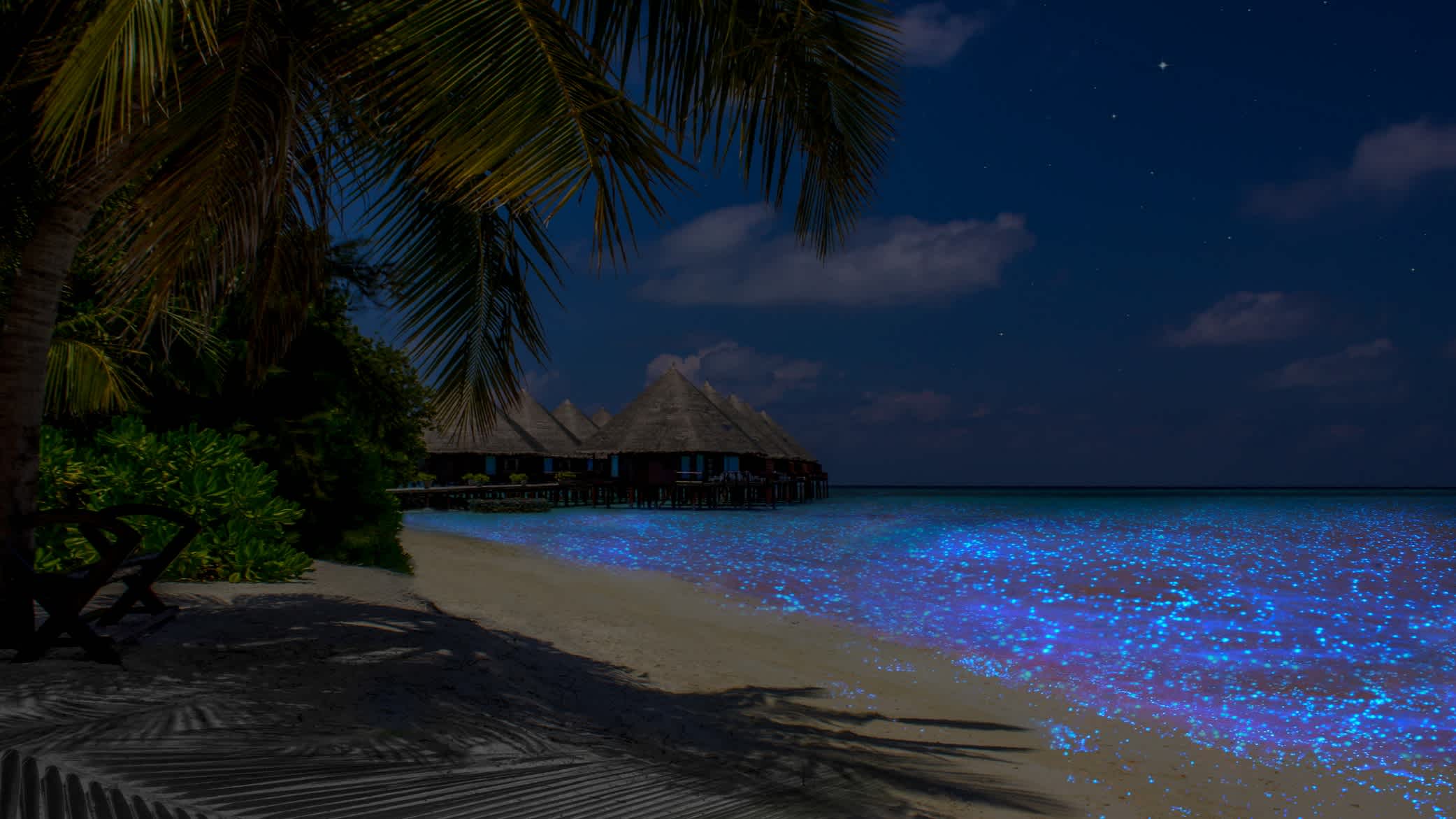 Plancton bleu lumineux sur une plage des Maldives