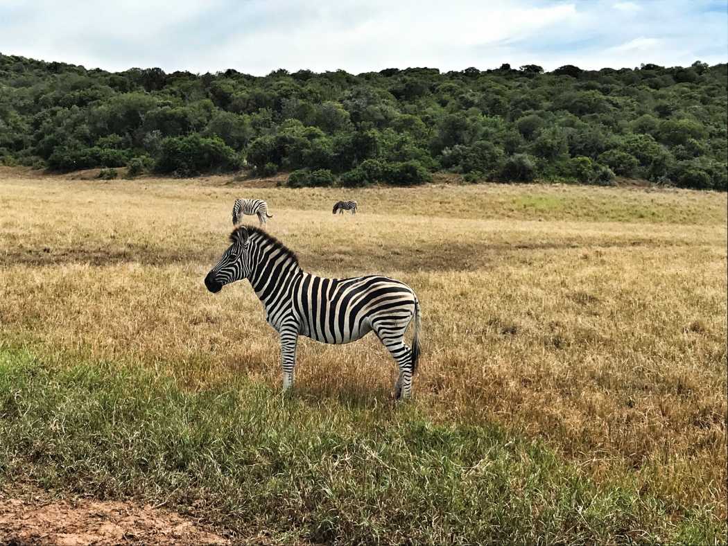 Photo client d'un zèbre lors d'un voyage en Afrique du Sud organisé par Tourlane.