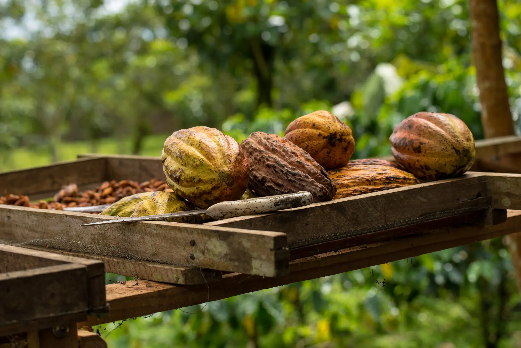 Costa Rica, plantation de cacao Plateau de préparation avec un couteau et des fèves de cacao au Costa Rica