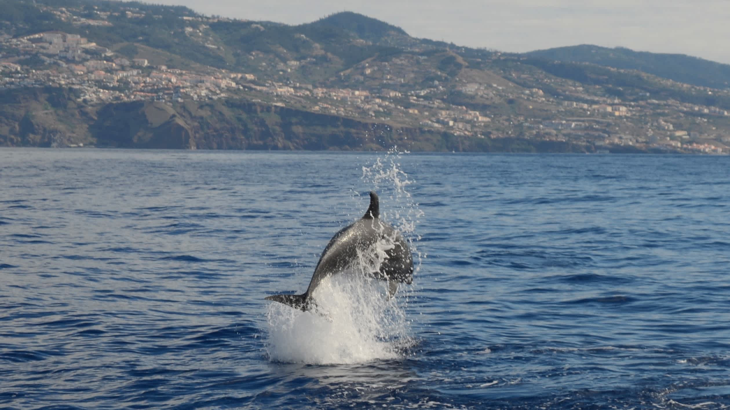 Springende Delfine vor der Küste von Madeira