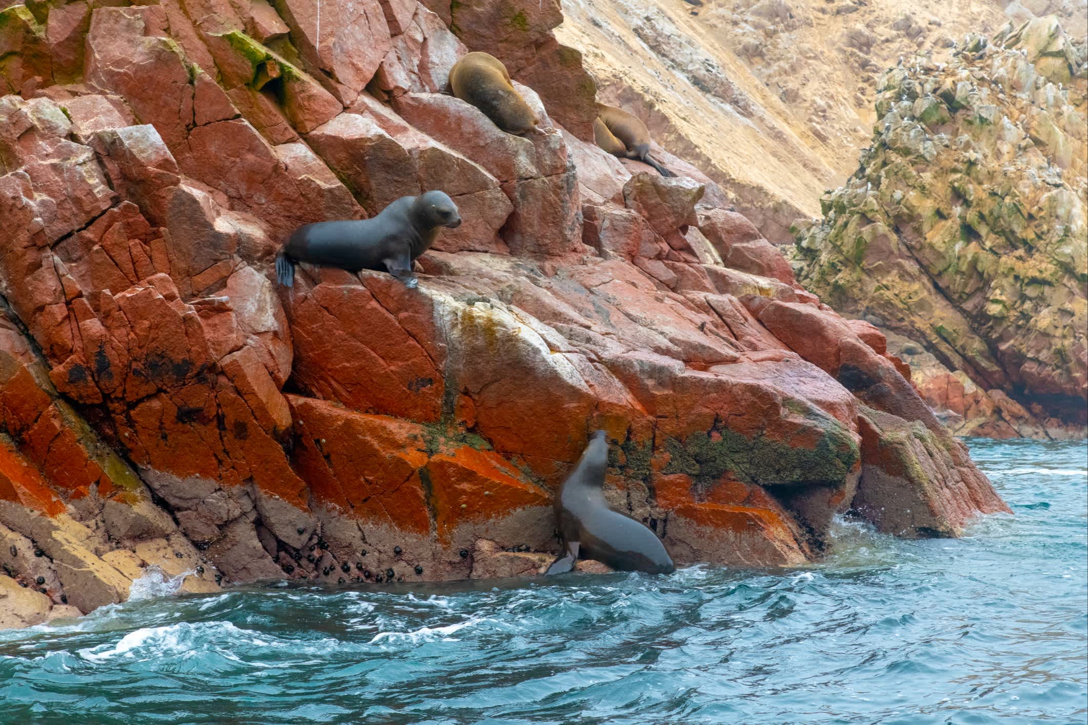 Lions de mer sur les îles Ballestas, Paracas, Pérou