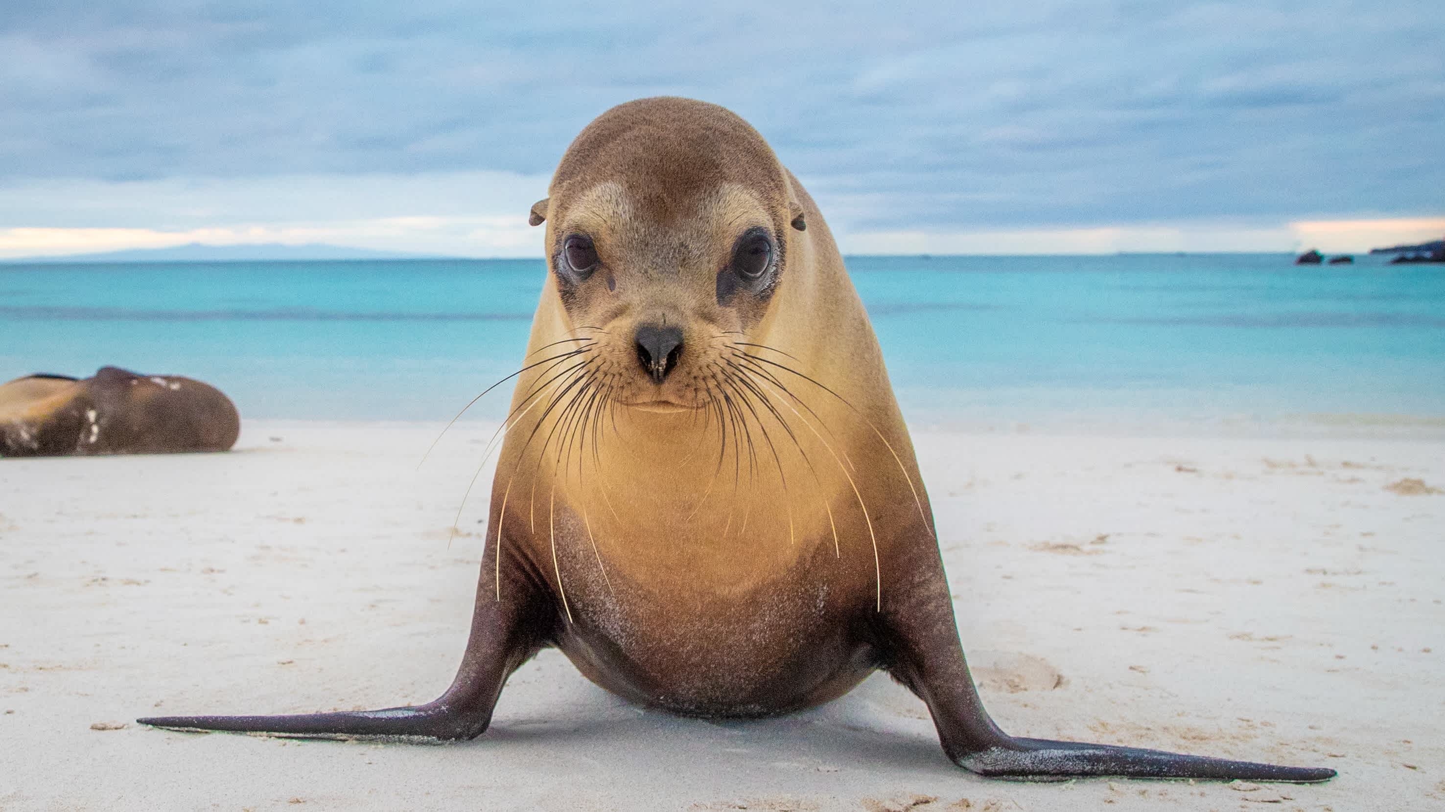 Lions de mer sur le sable blanc aux Galapagos