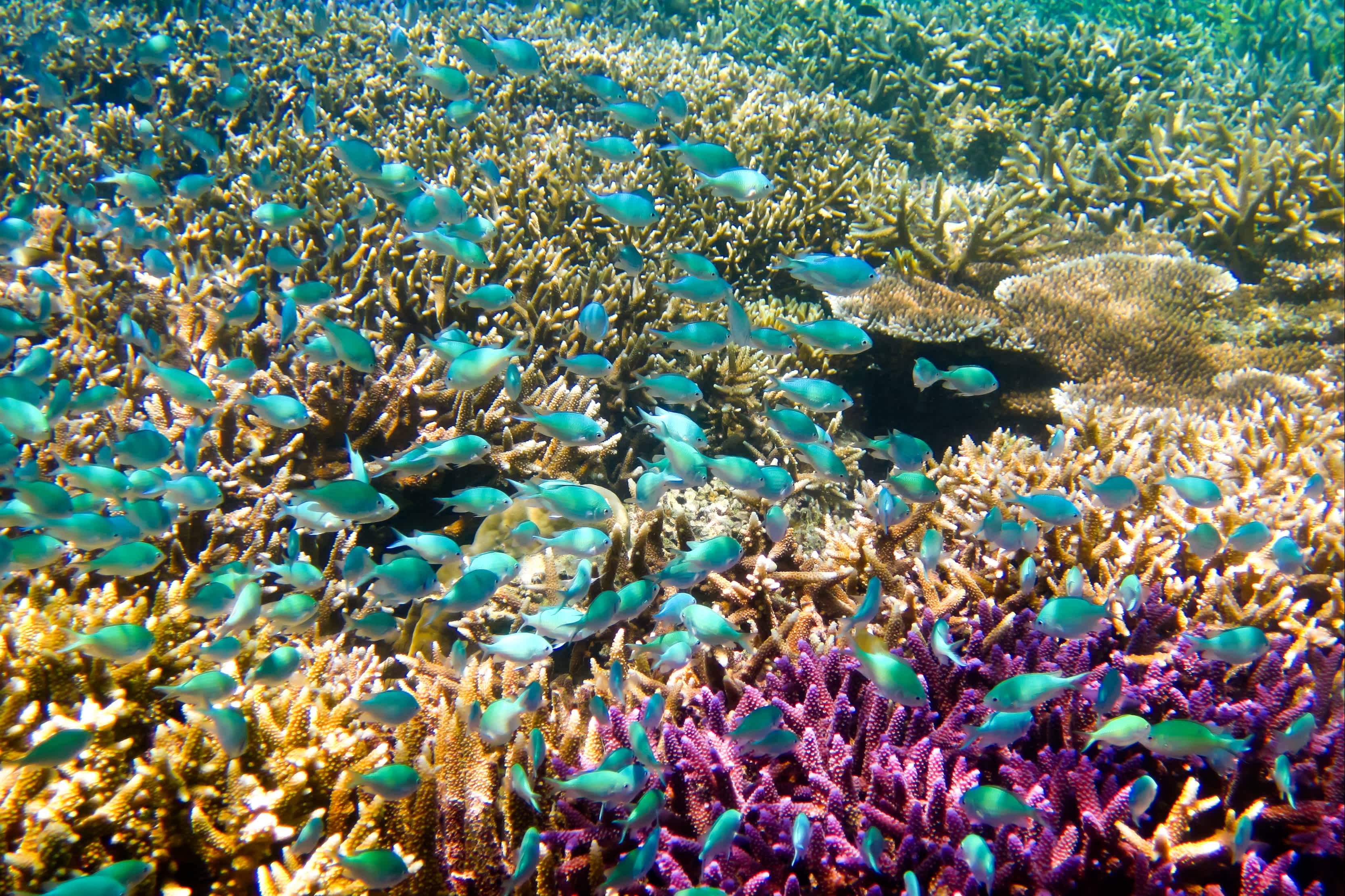 Bunte Korallenriff auf Borneo, Malaysia

