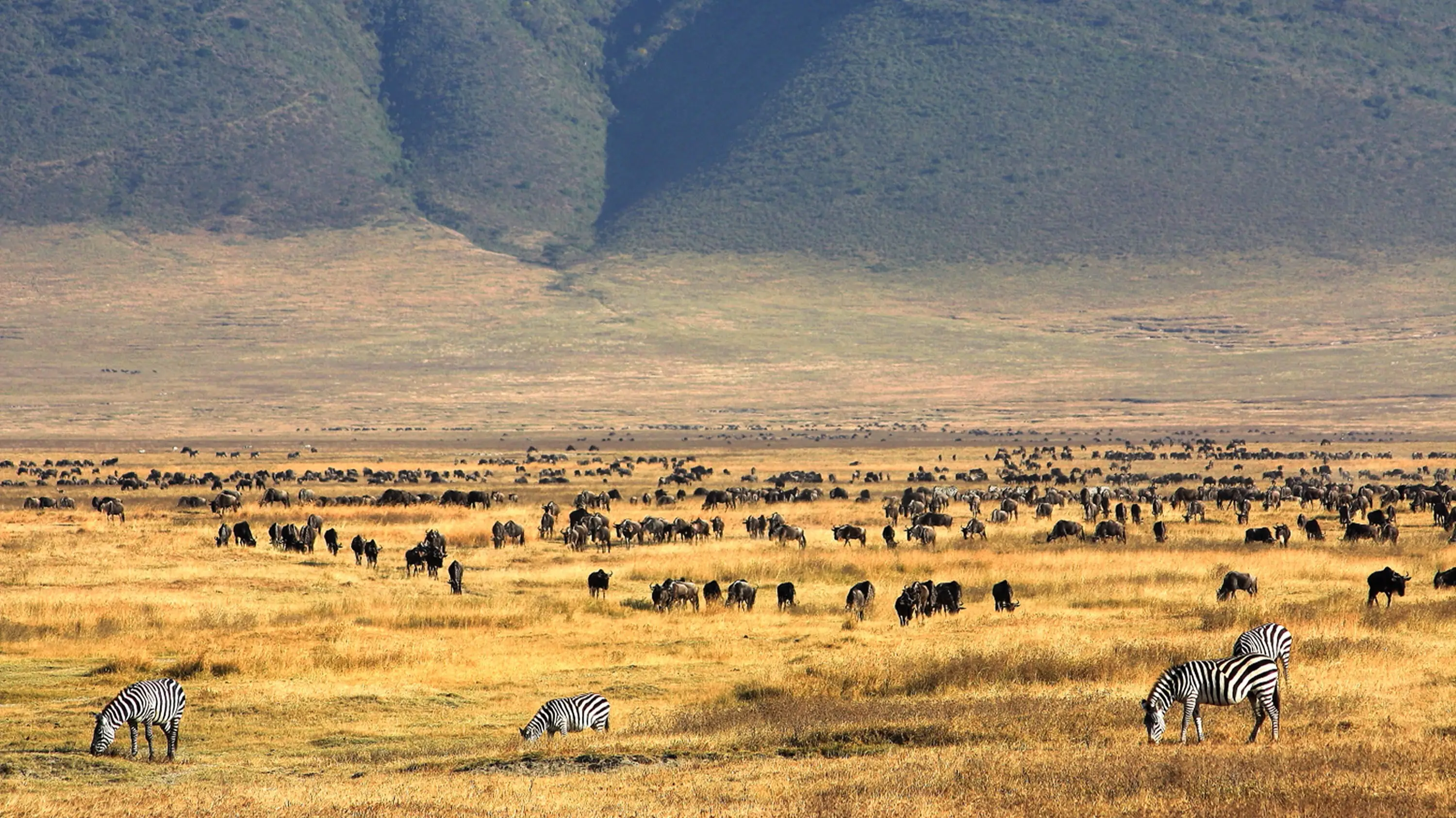 Le paysage du cratère du Ngorongoro avec des buffles et des zebres